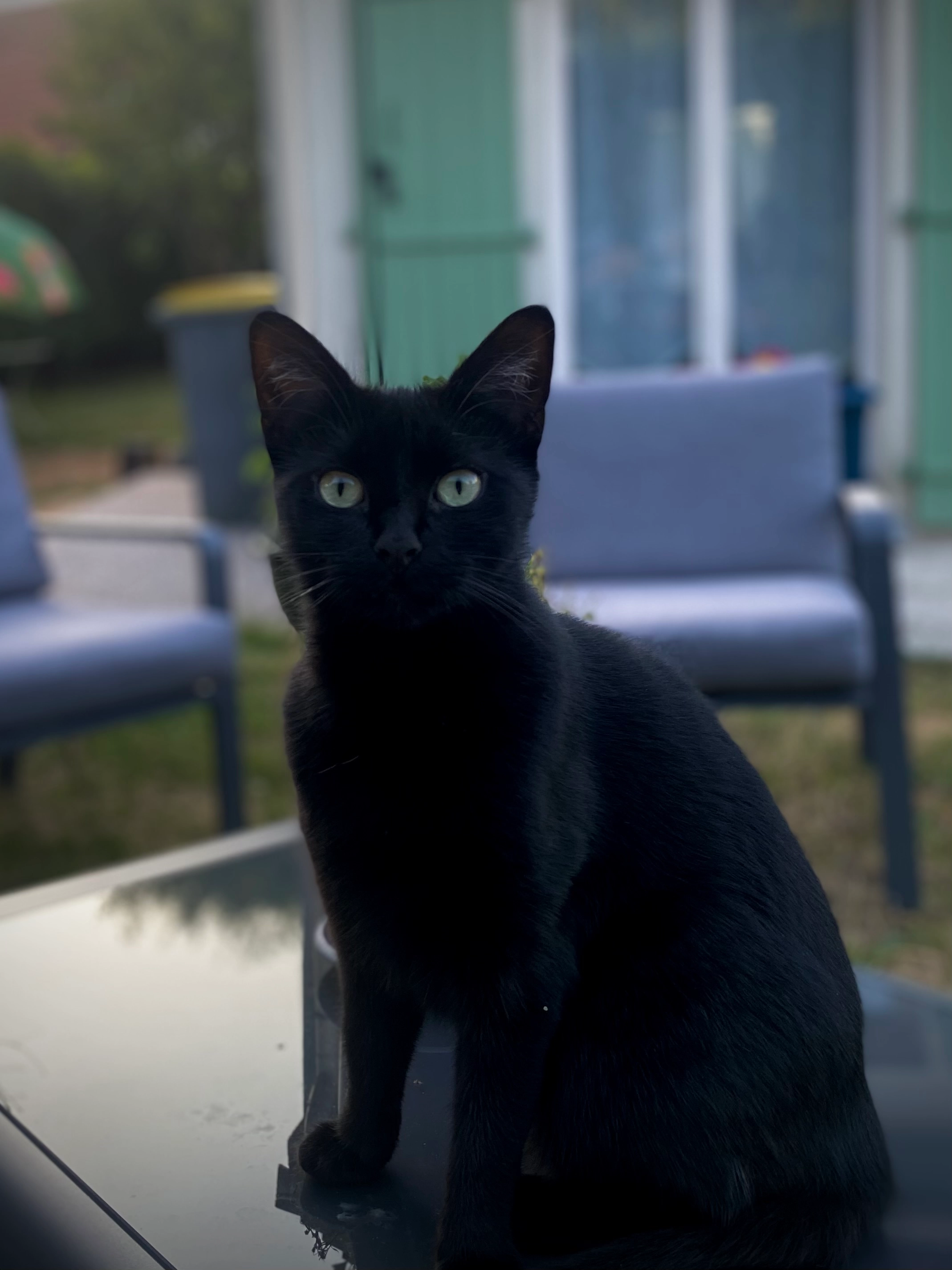 Bagheera  - 15 Rue de La Ferté-Alais, Boissise-le-Roi