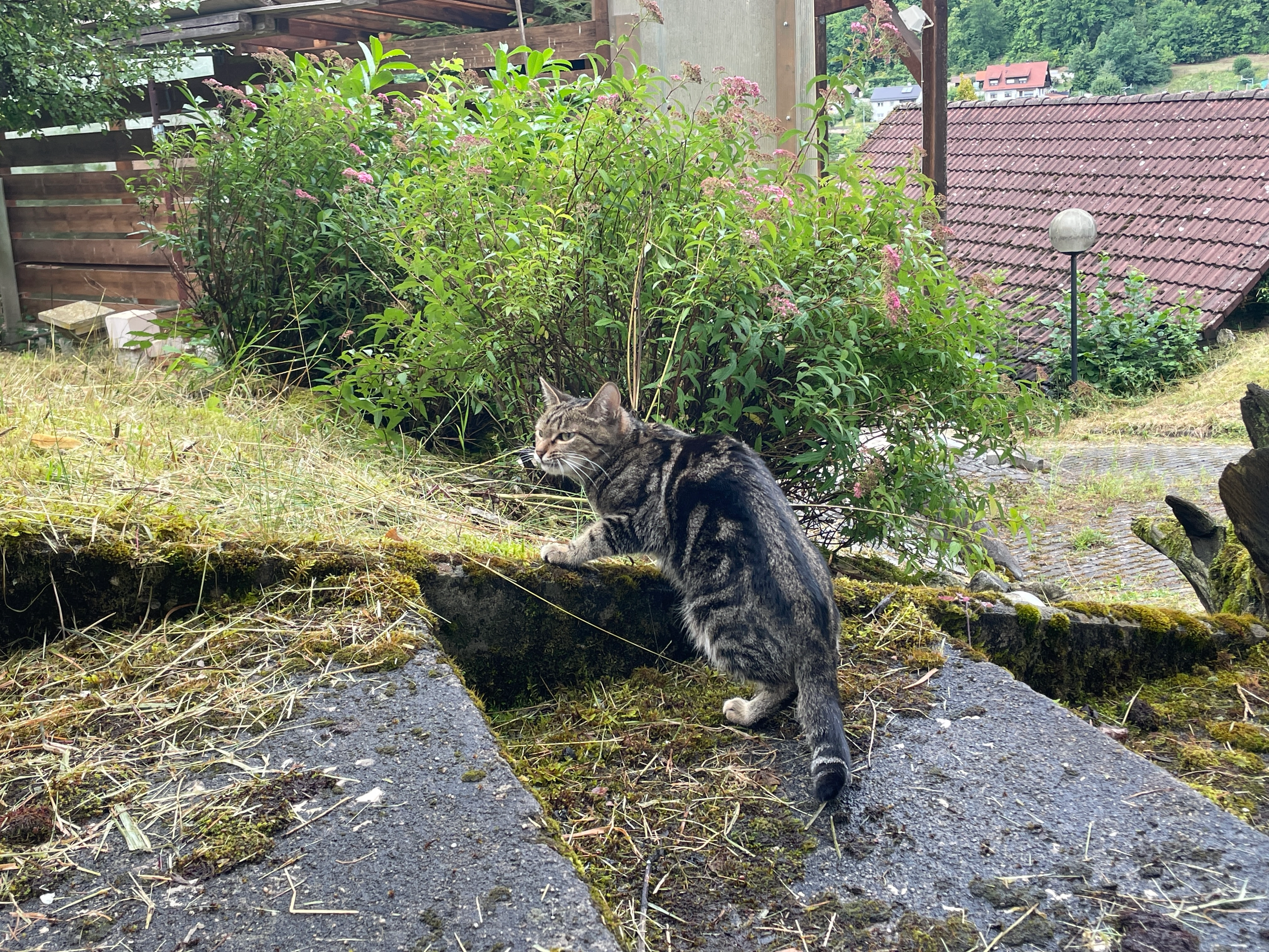 Foxy - Lindenweg, Unterleinleiter