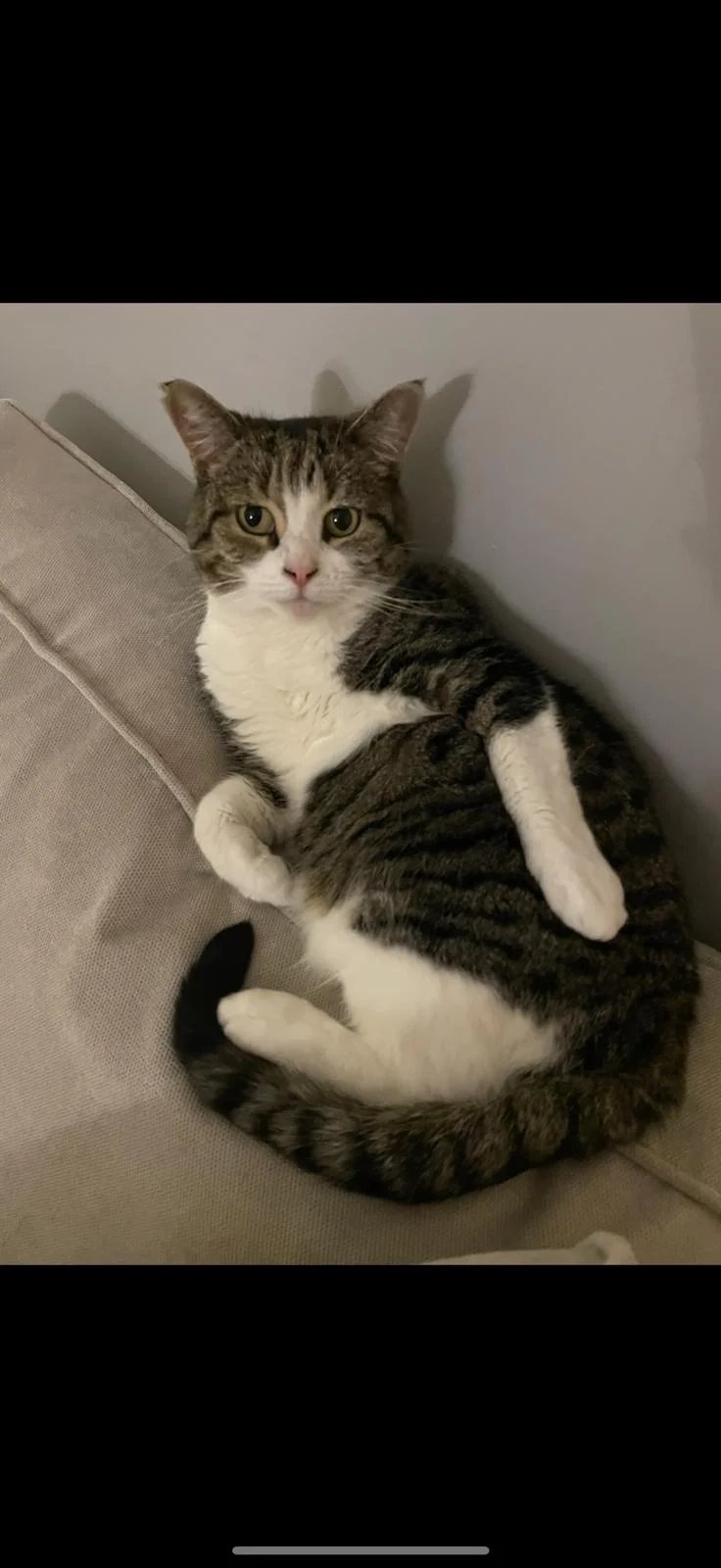 Belle - Brook Fields, Peterlee