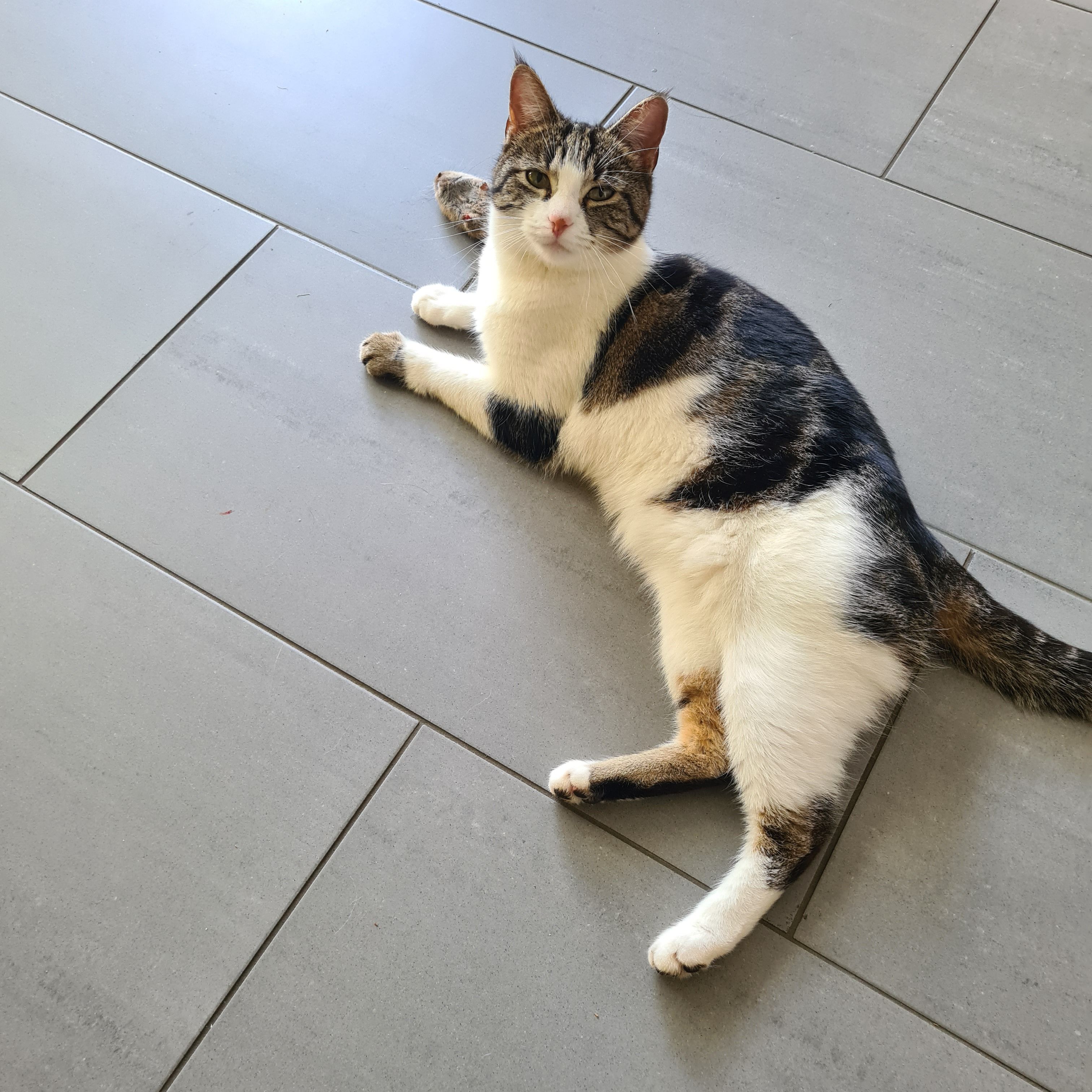 Bebi - Toldy Ferenc Utca, Budapest