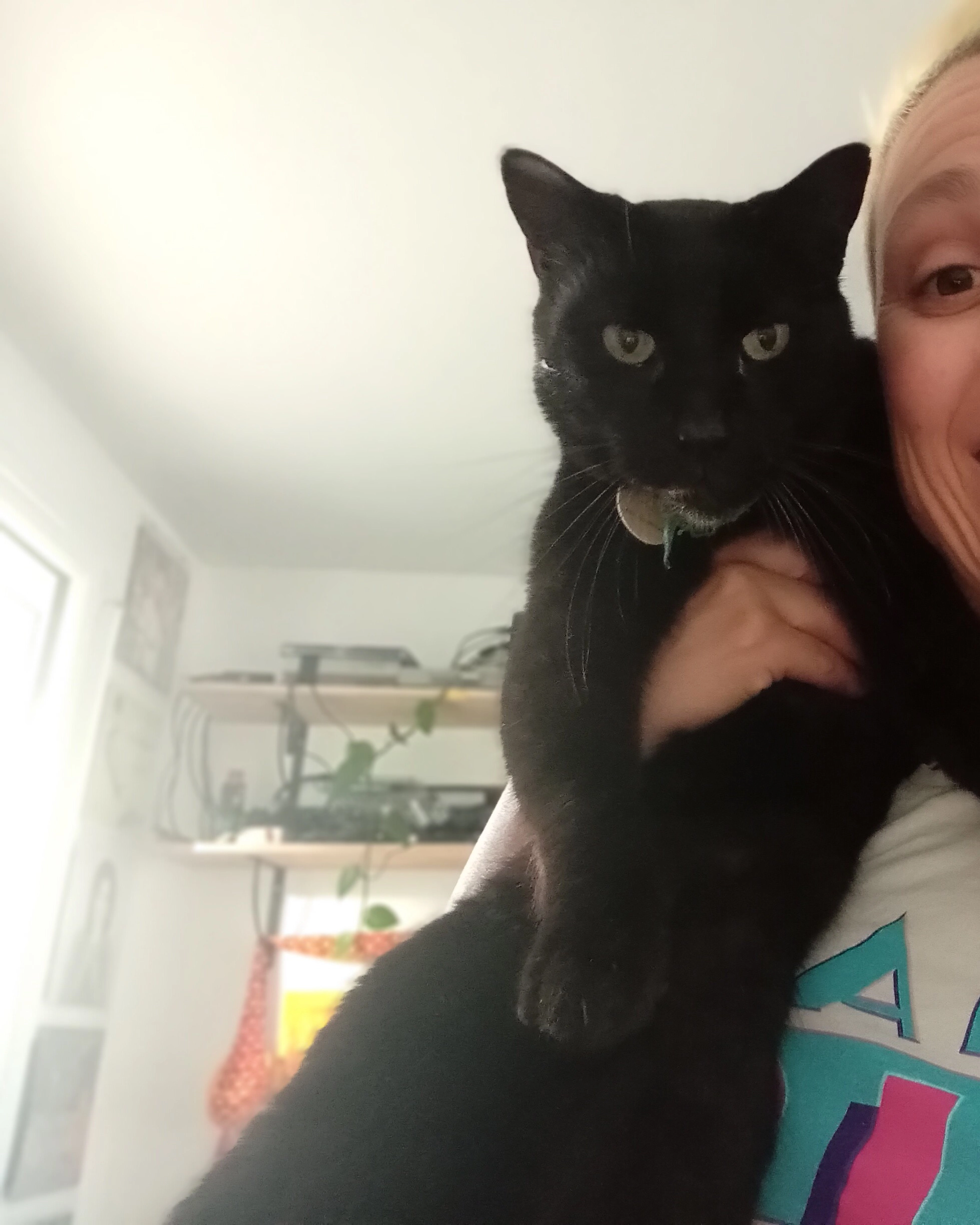 Koala - Square des Gayeulles, Rennes