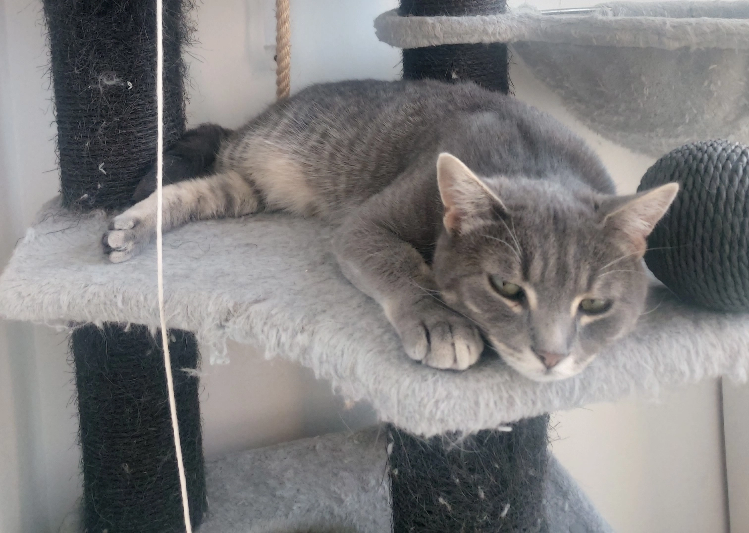 Diego - 16 Allée Françoise Dolto, Trignac