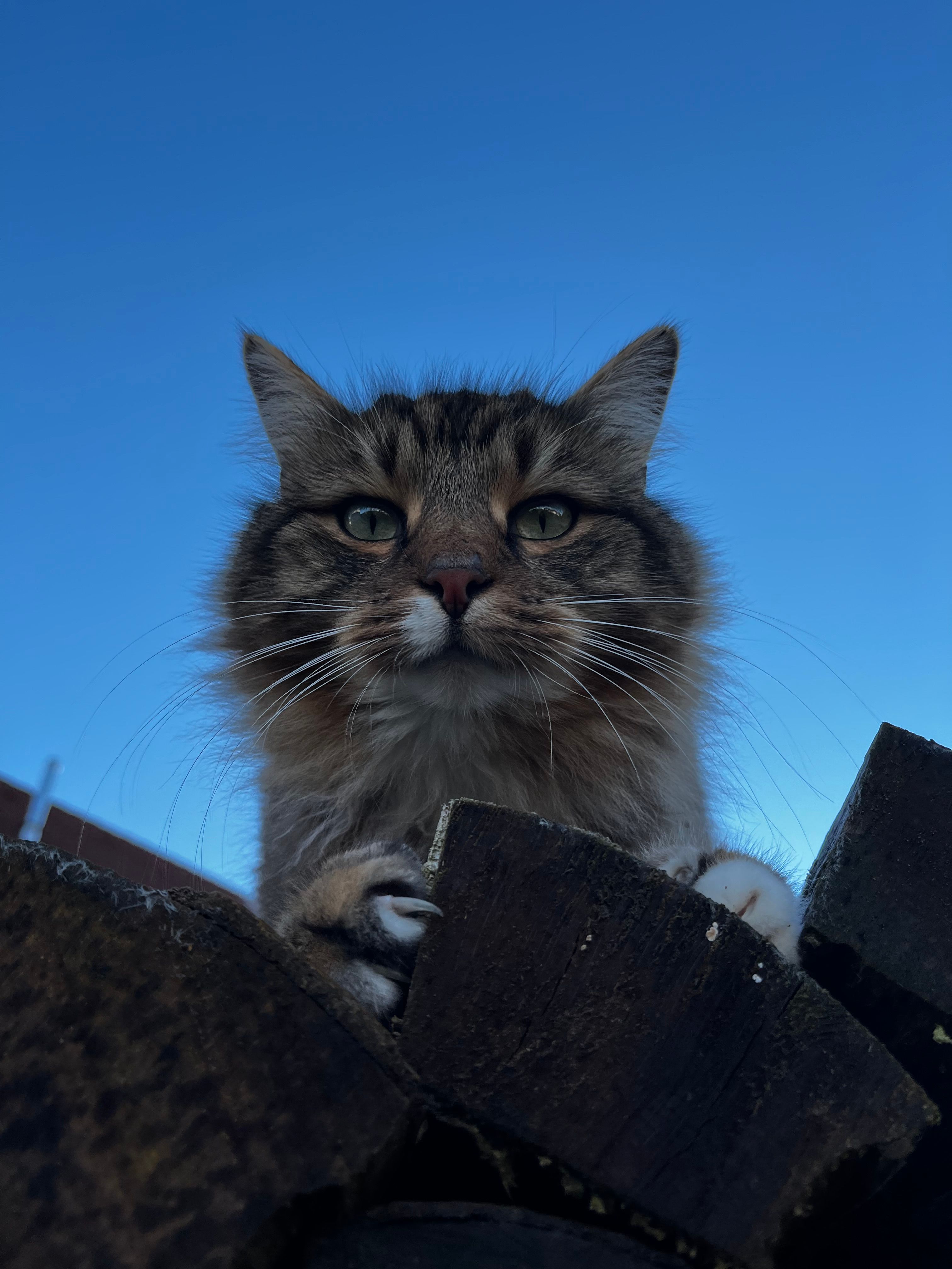 Paul - Oberdorf, Laupheim