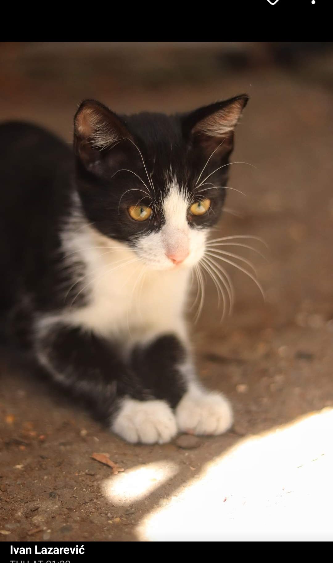 Cico - Ulica Nikole Šipuša, Sisak