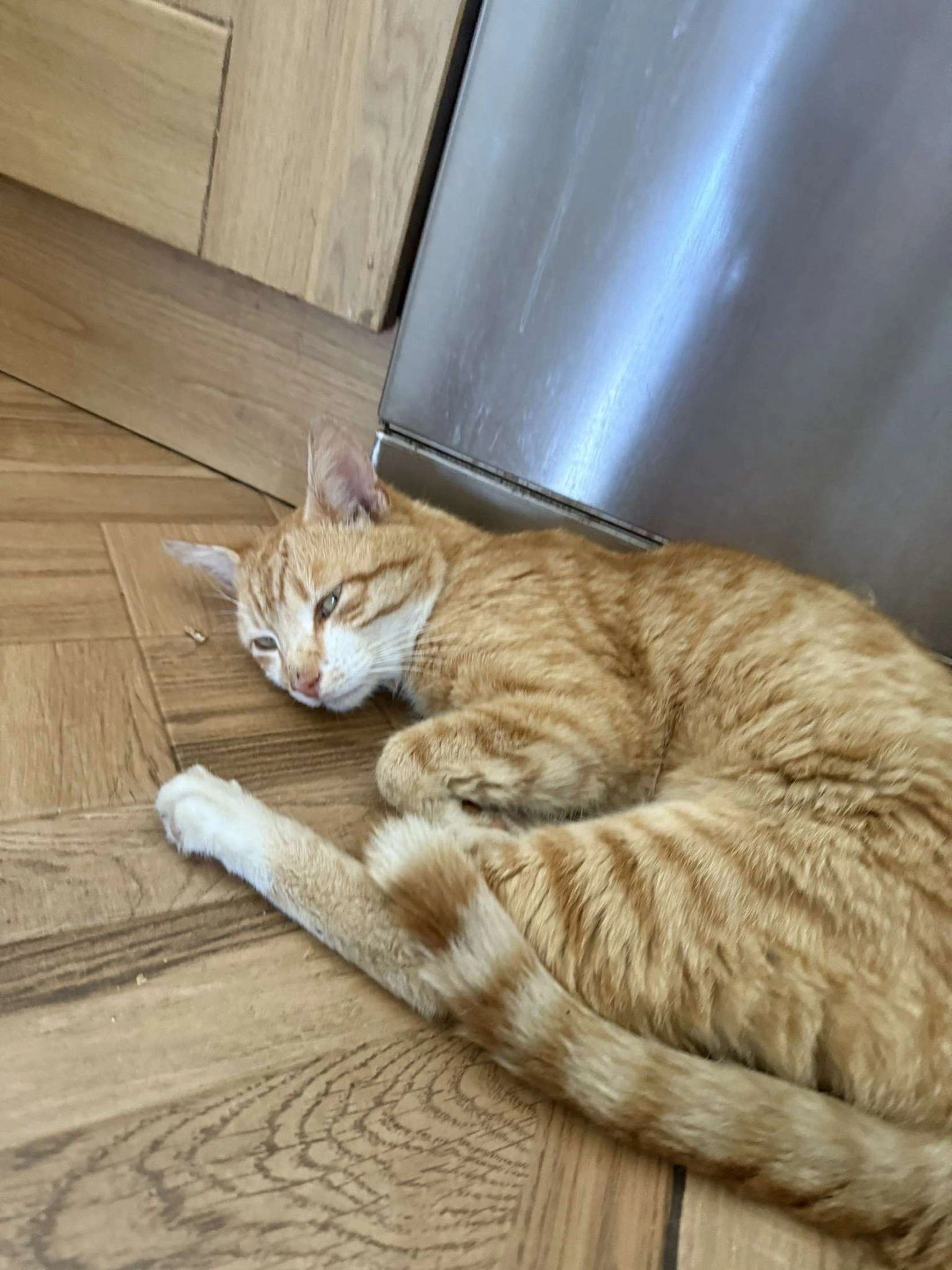 Laila  - Willow Park, Athlone