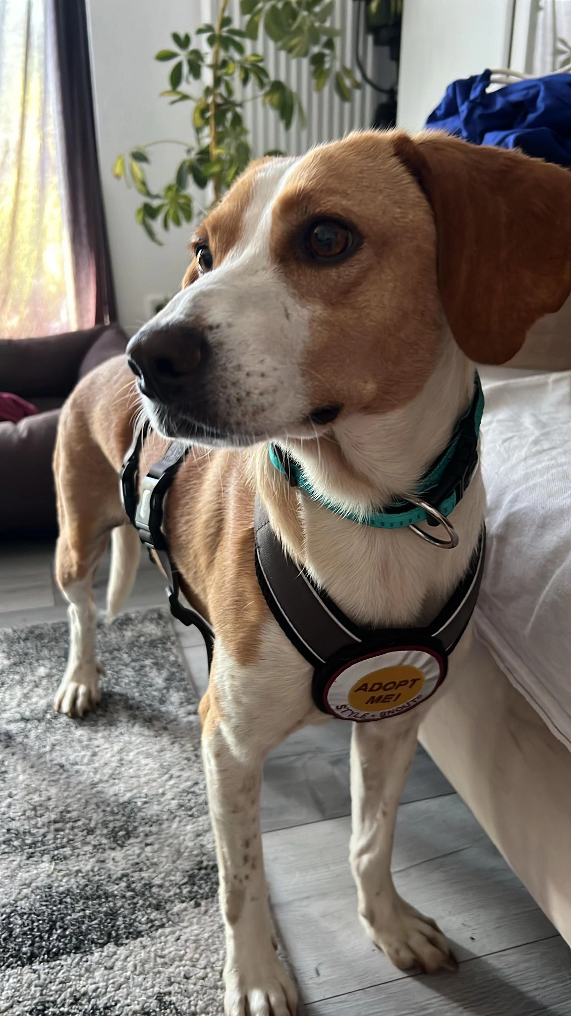 Tobi - Hans-Böckler-Straße, Bottrop