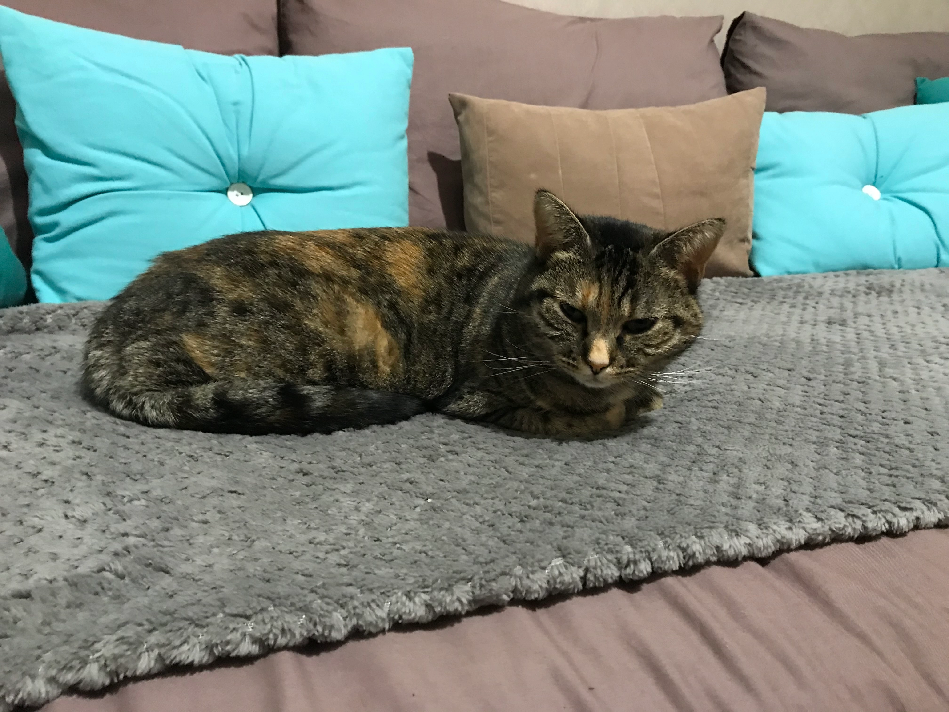 Zaz ou zazoun - 7 Rue du Champ de la Dame, Menetou-Salon