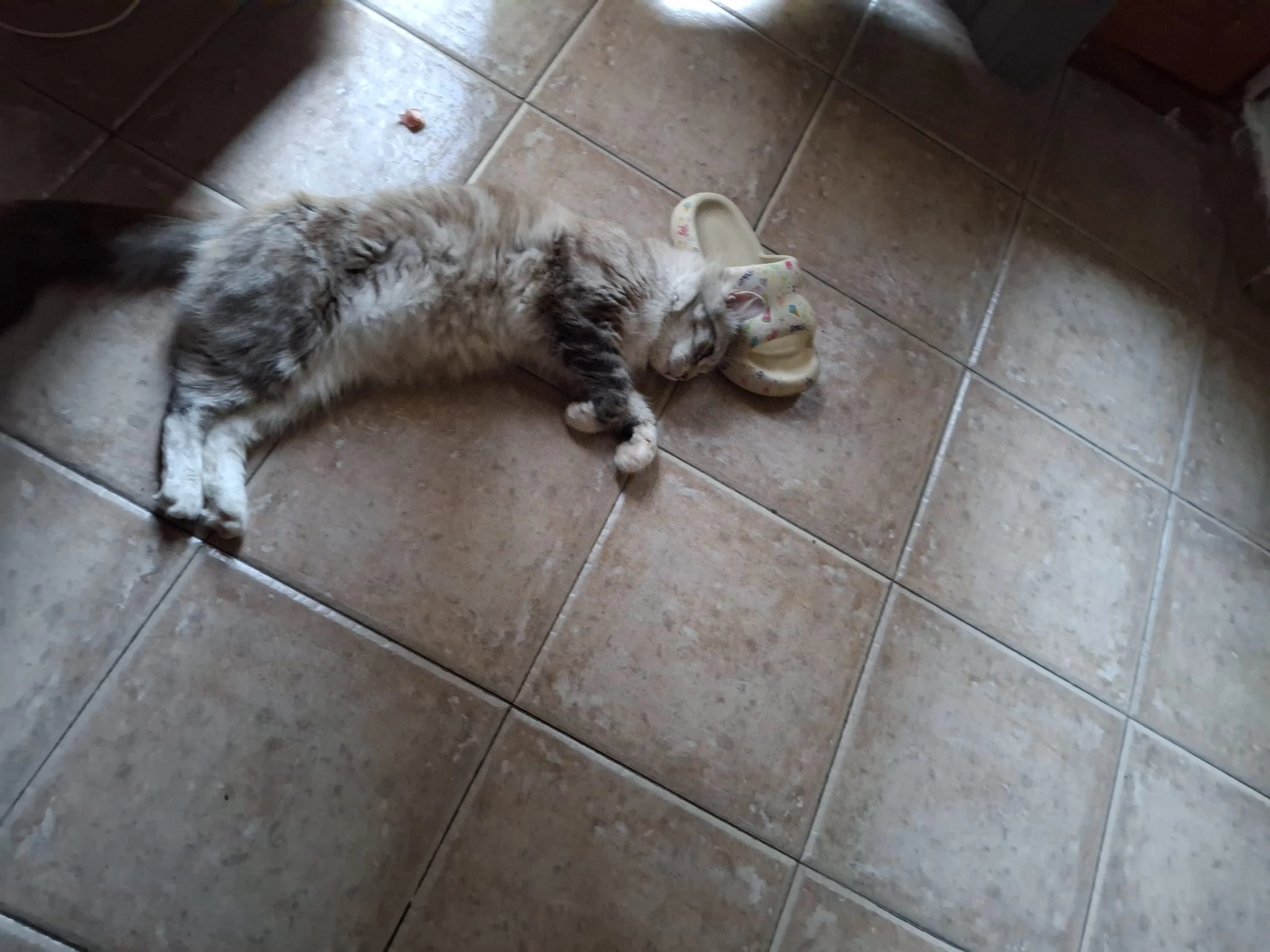 Lola - Calle de Avall, Arenys de Mar