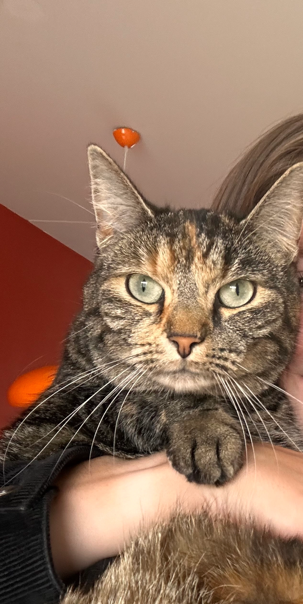 Poes - Evert Egbertsstraat, Sneek