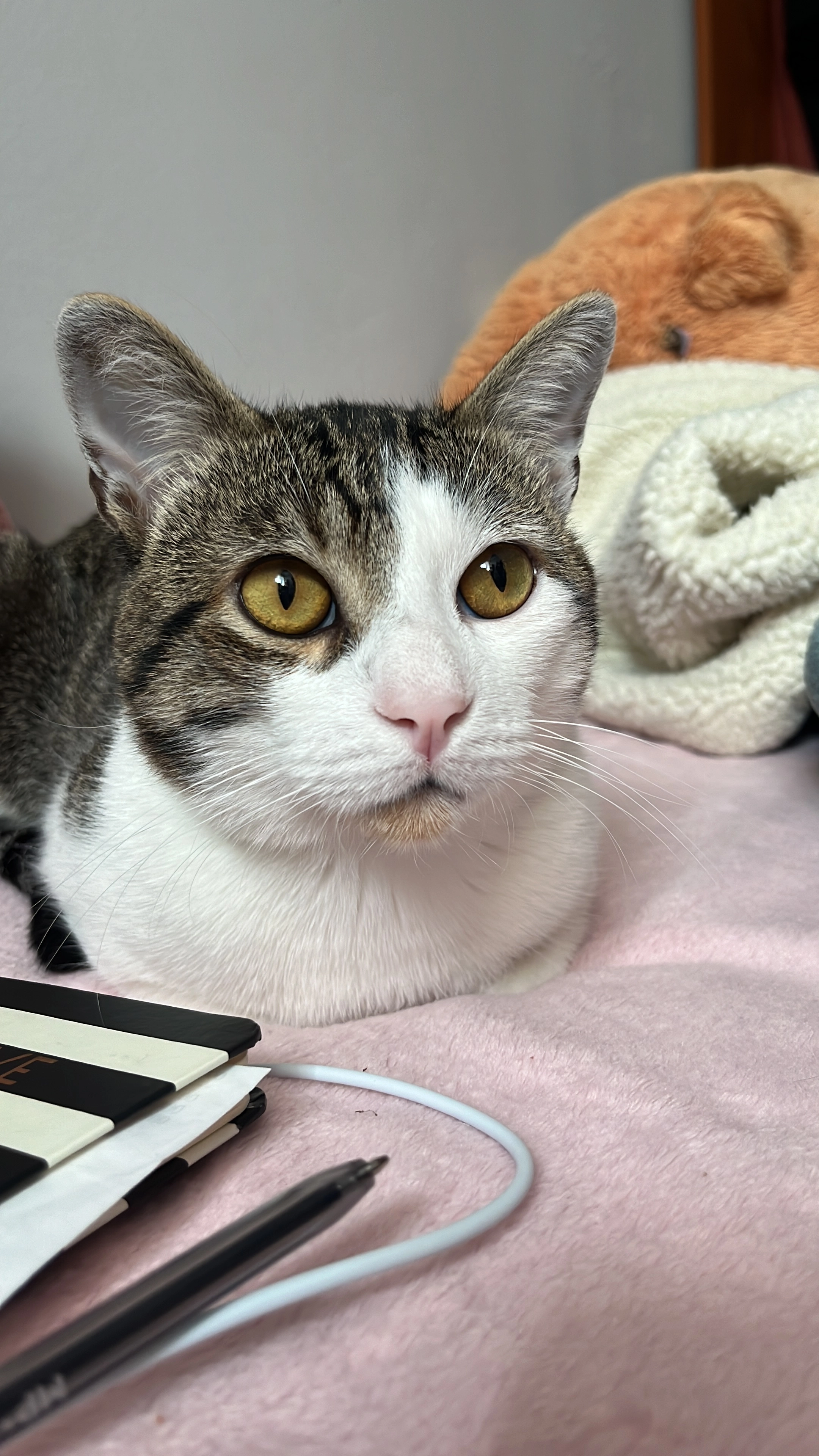 Duki - Calle de la Fraternidad 14, Oviedo