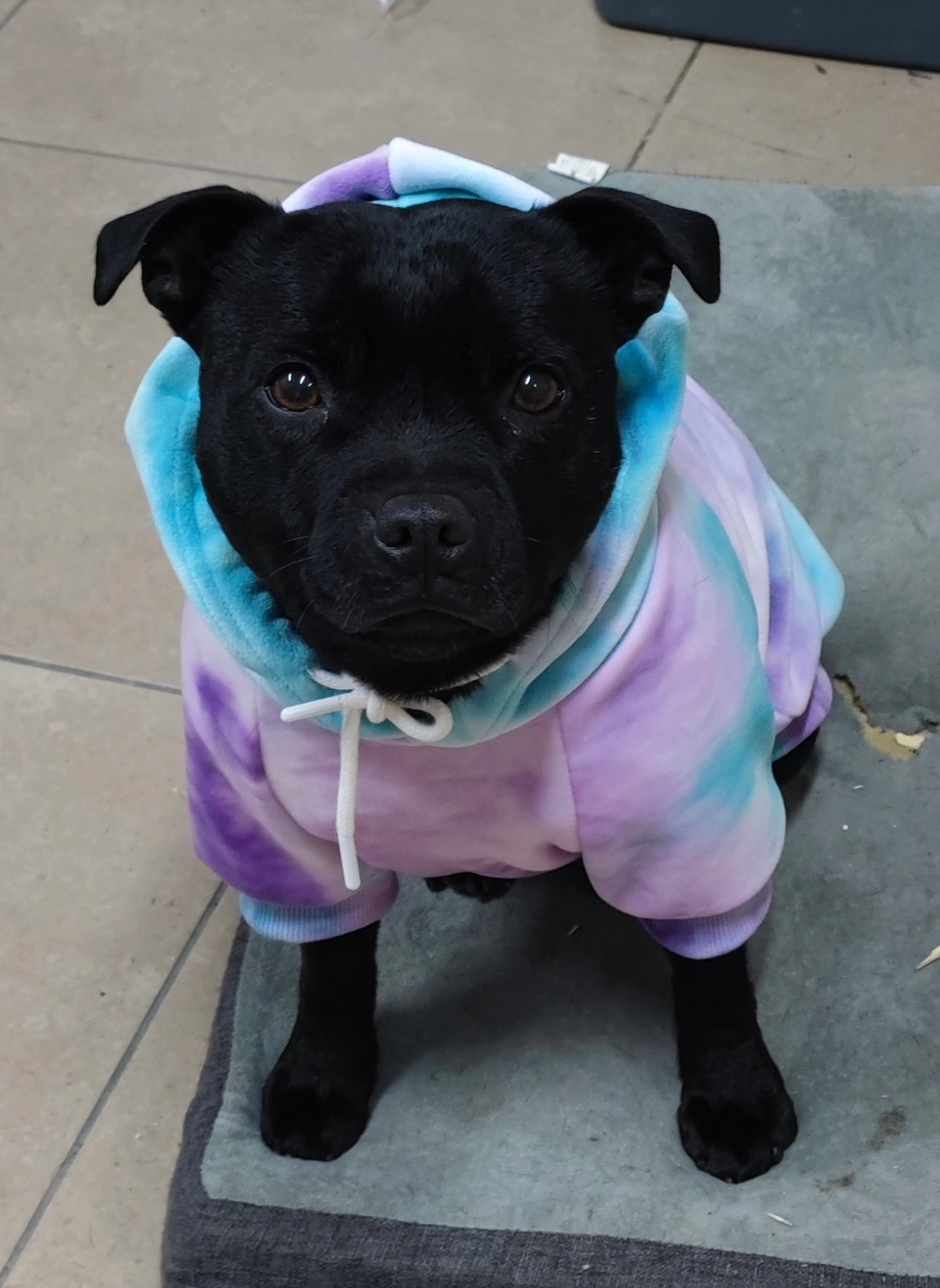 Mia - 13 Rue de Chamechaude, Sassenage