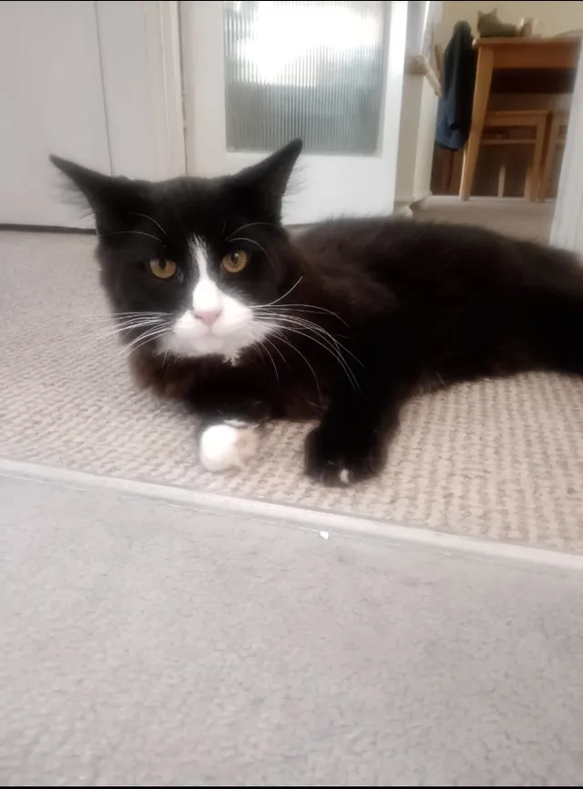 Oreo - Redbridge, Milton Keynes
