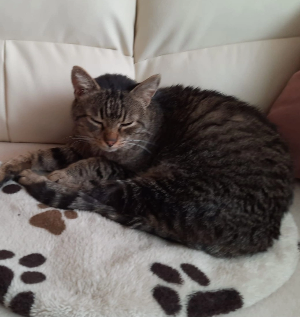 Niki - Ziegelofengasse, Klosterneuburg