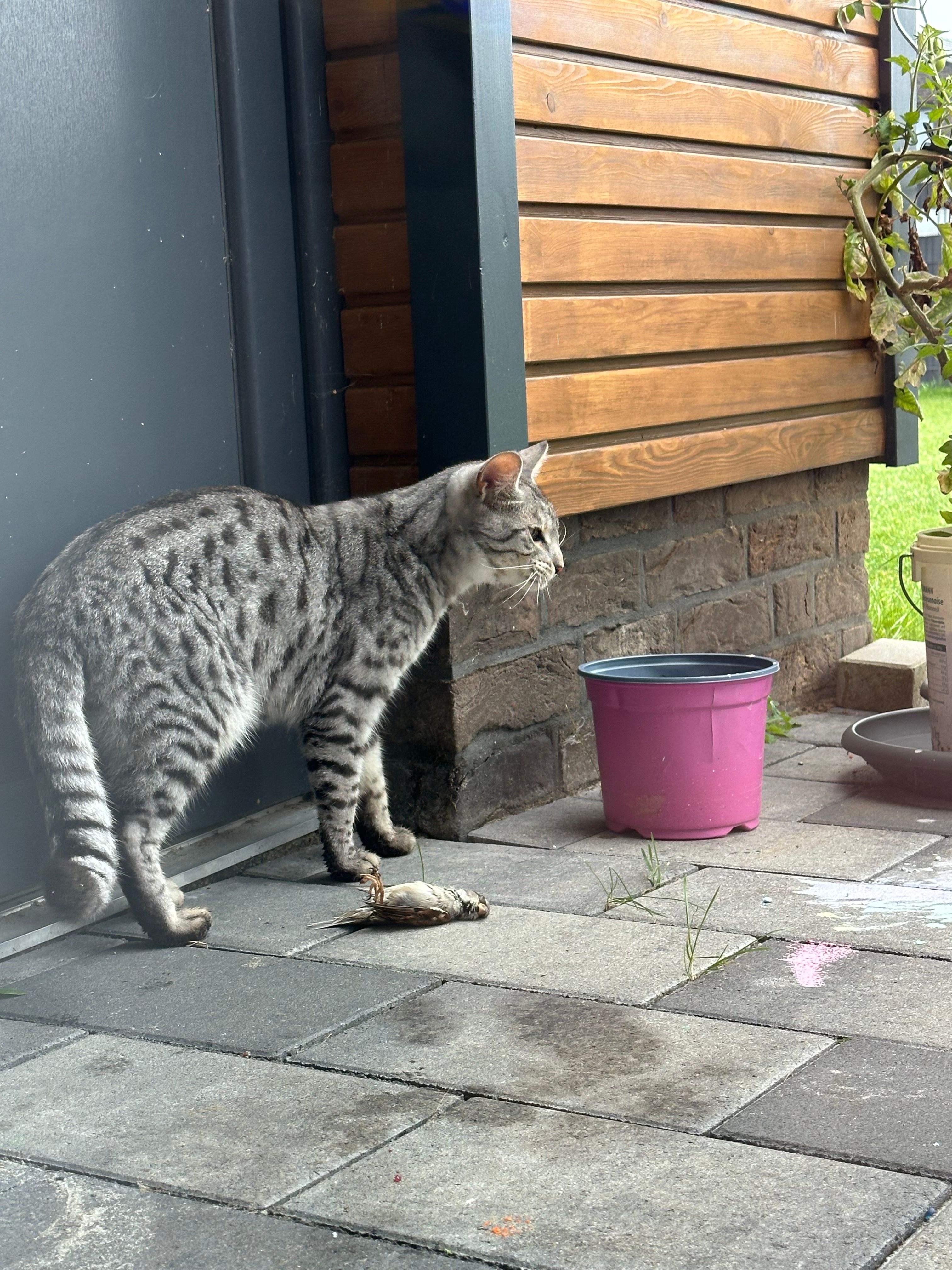 Puti - Brambusch, Heinbockel