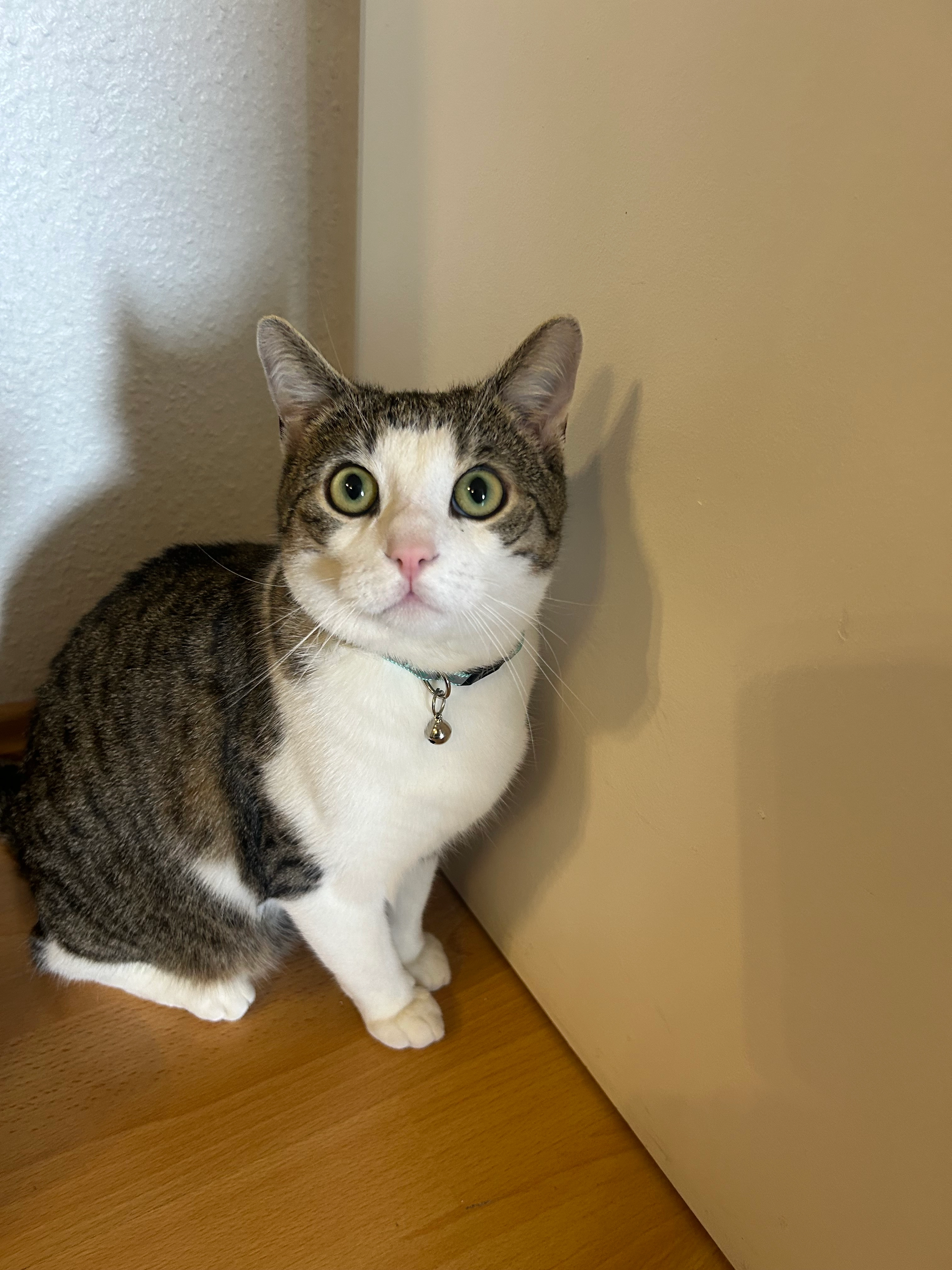 Poncik  - 78183, Hüfingen