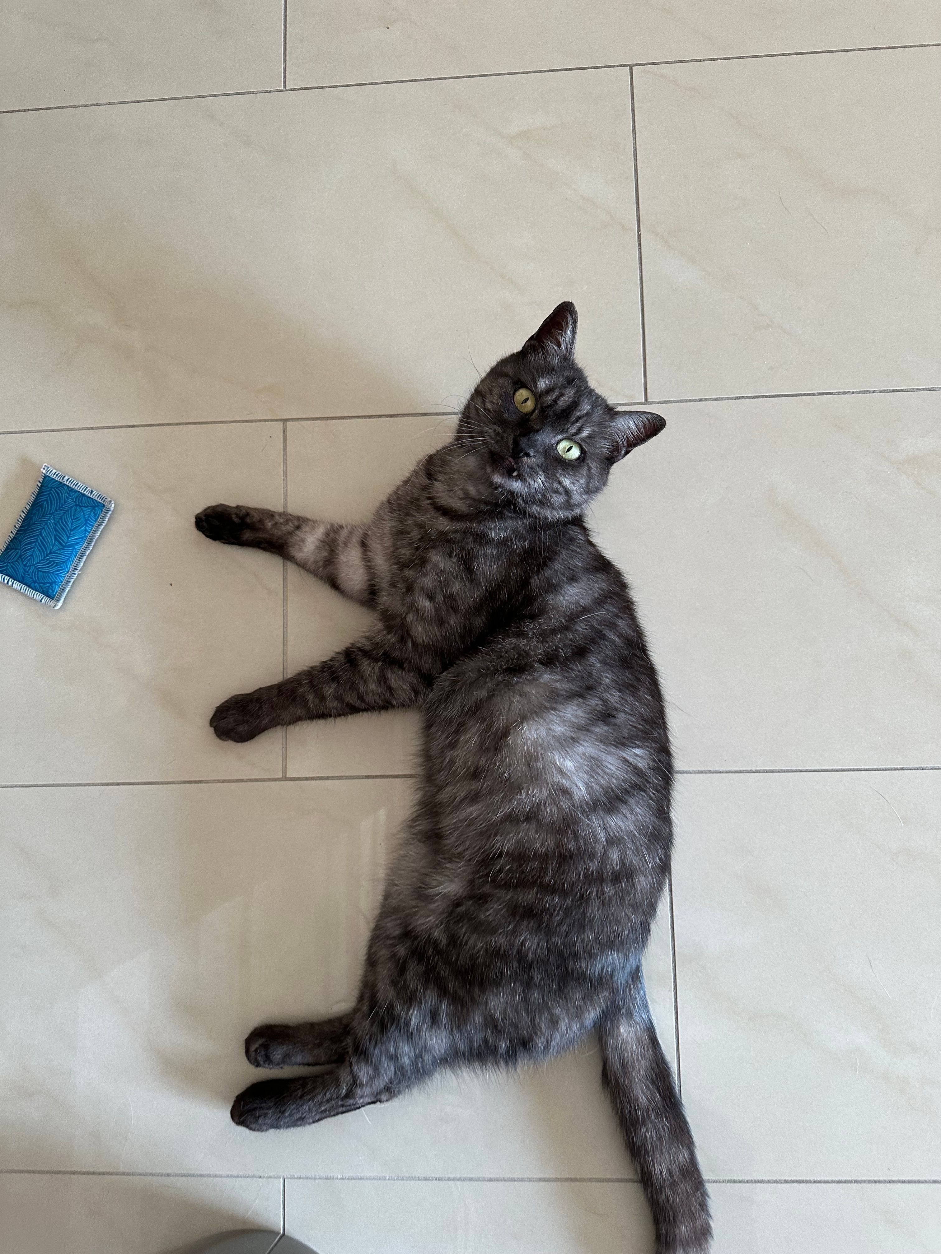 Szaffi - Ii. Körforgalmi Út, Göd