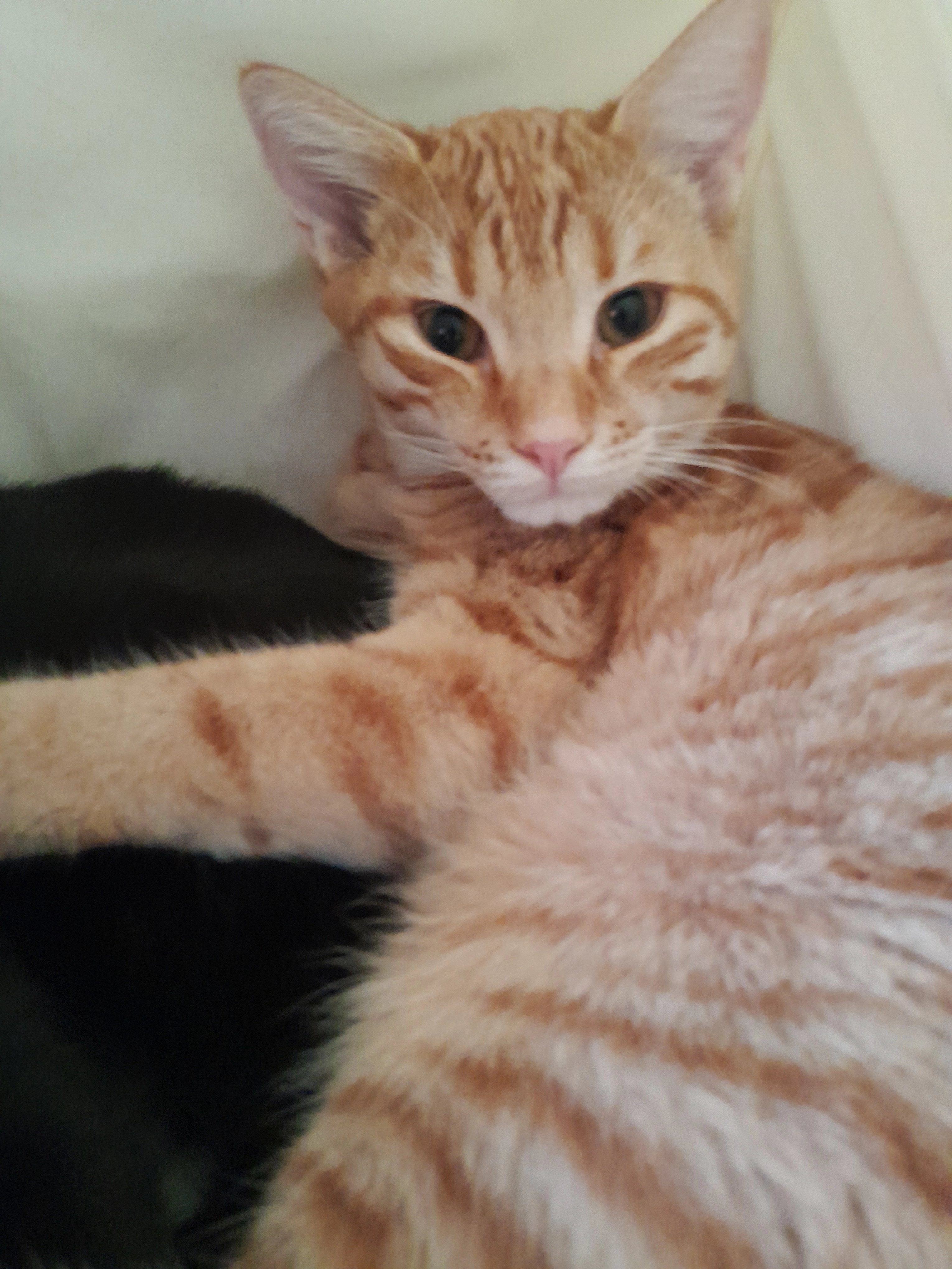 Simba - Günther-Von-Maltzahn-Straße, Fürstenfeldbruck