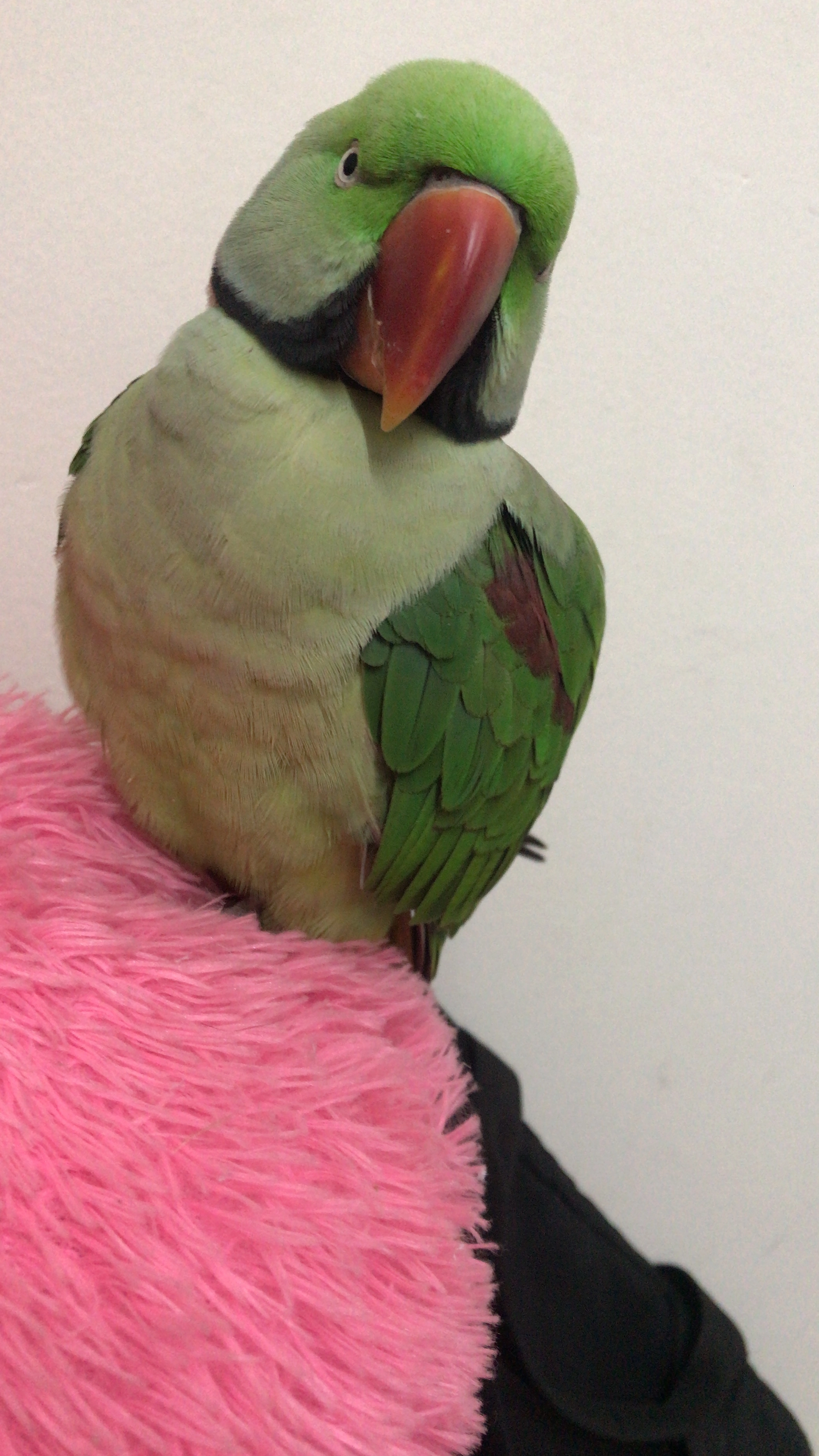 Mitthu  - Kalindri Vihar, Mahadev nagar colony ,Agra,UP, Agra