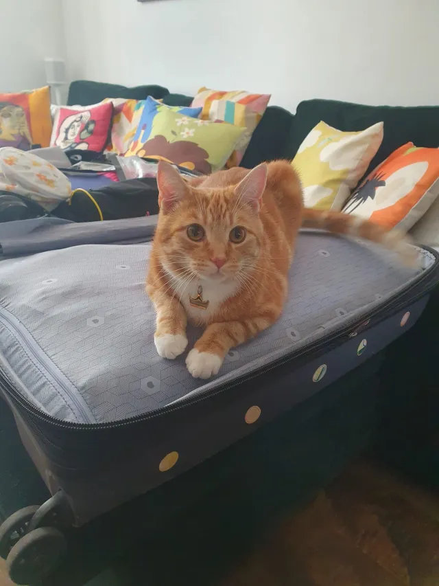 Marmalade - Glycena Road, London
