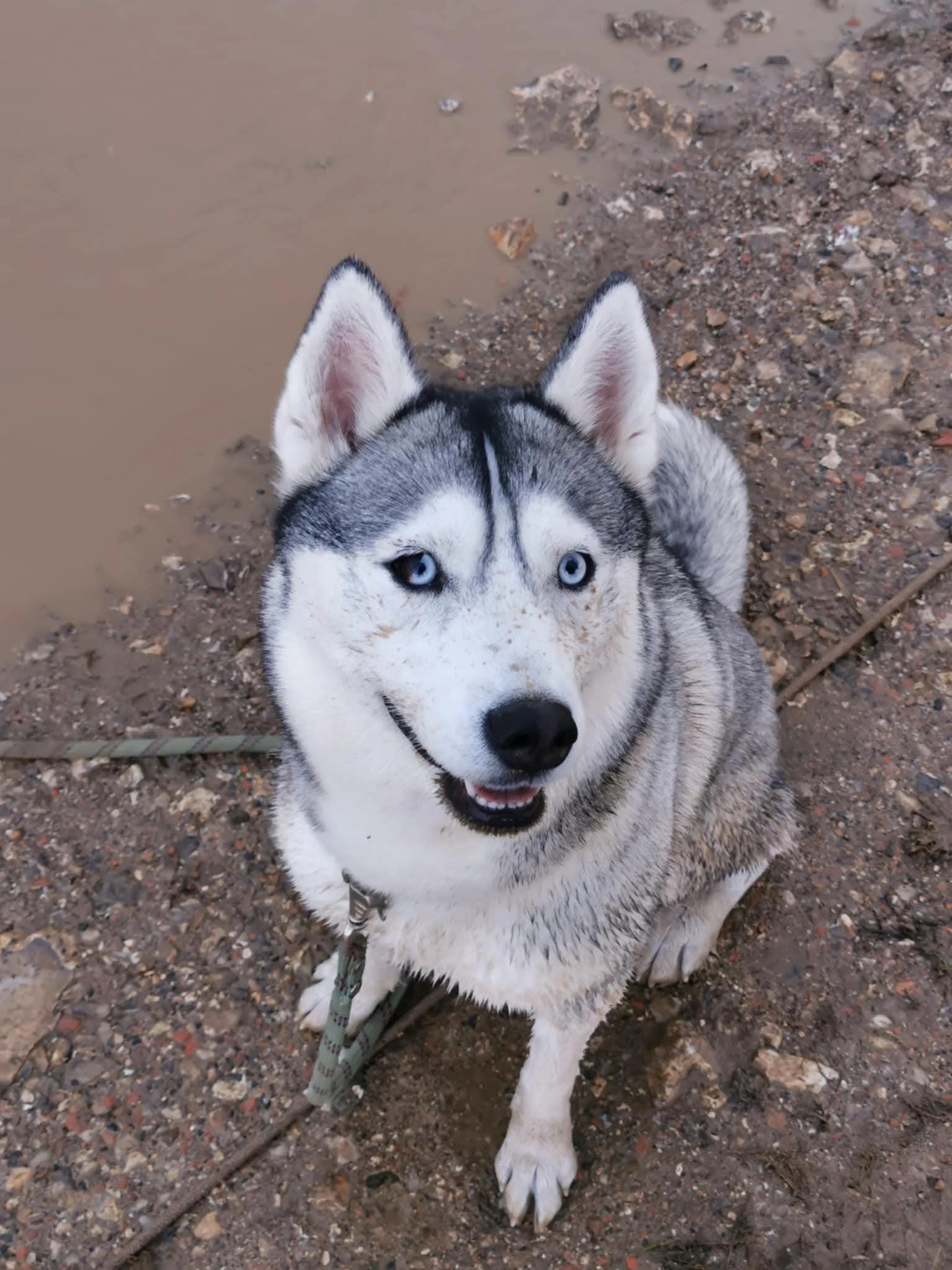 Boyka - Chemin du Mont Cauvel à Notre-Dame-de-Bondeville, Notre-Dame-de-Bondeville
