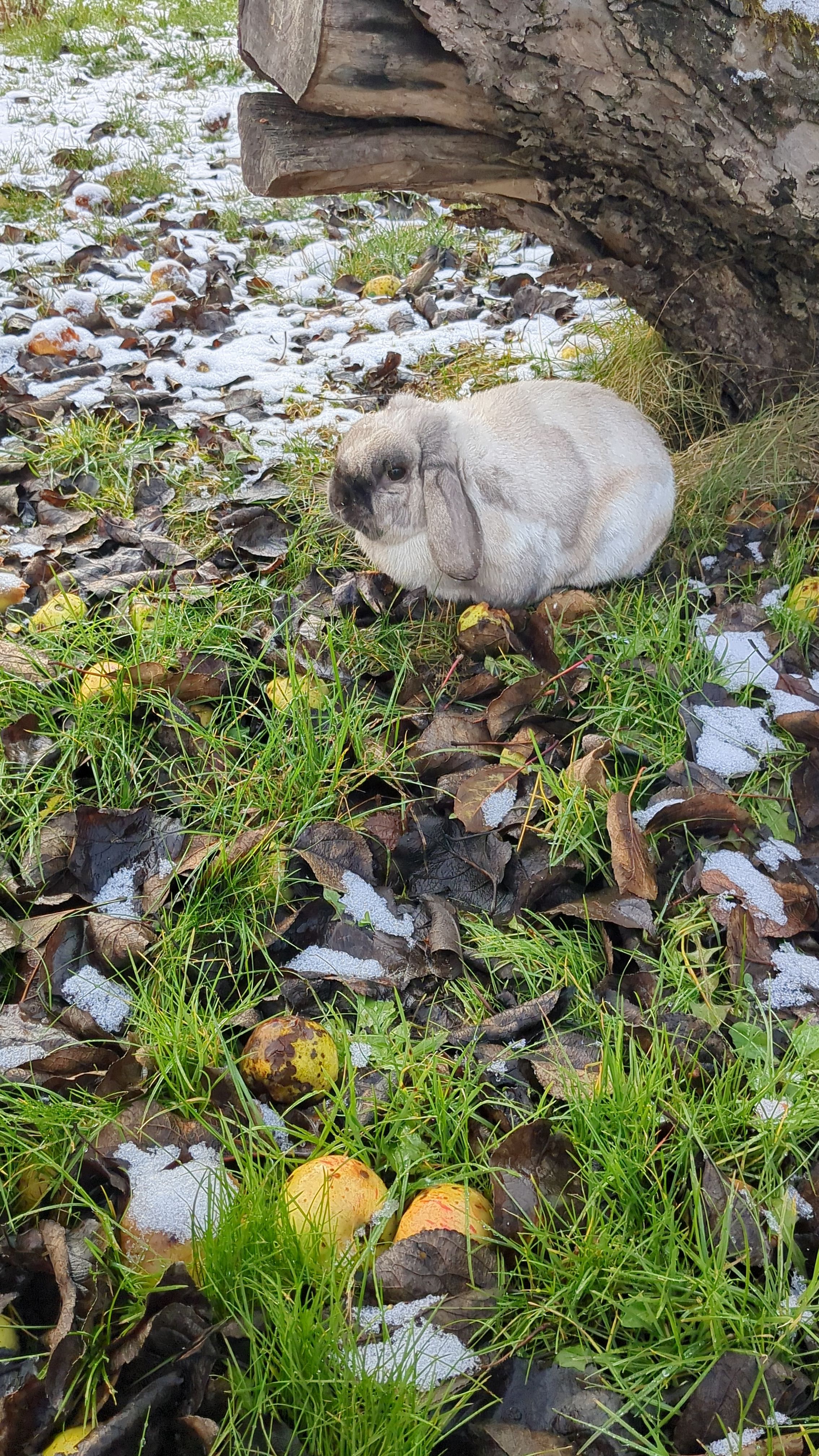 Wuschel  - Friedrichstraße, Bad Dürrheim