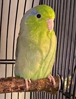 Rocket - Rosedale Avenue, Stonehouse