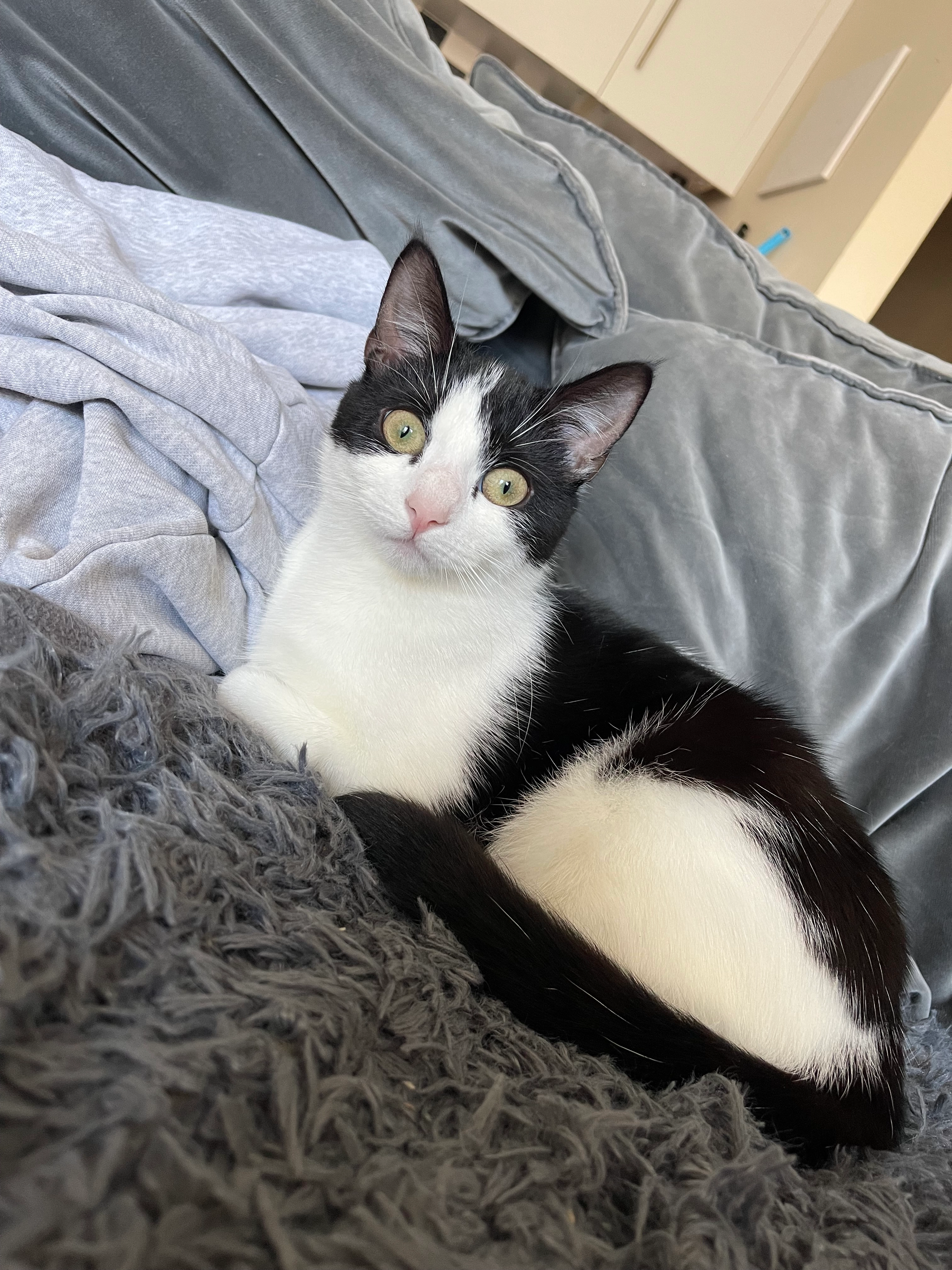 Cookie - Union Road, High Peak