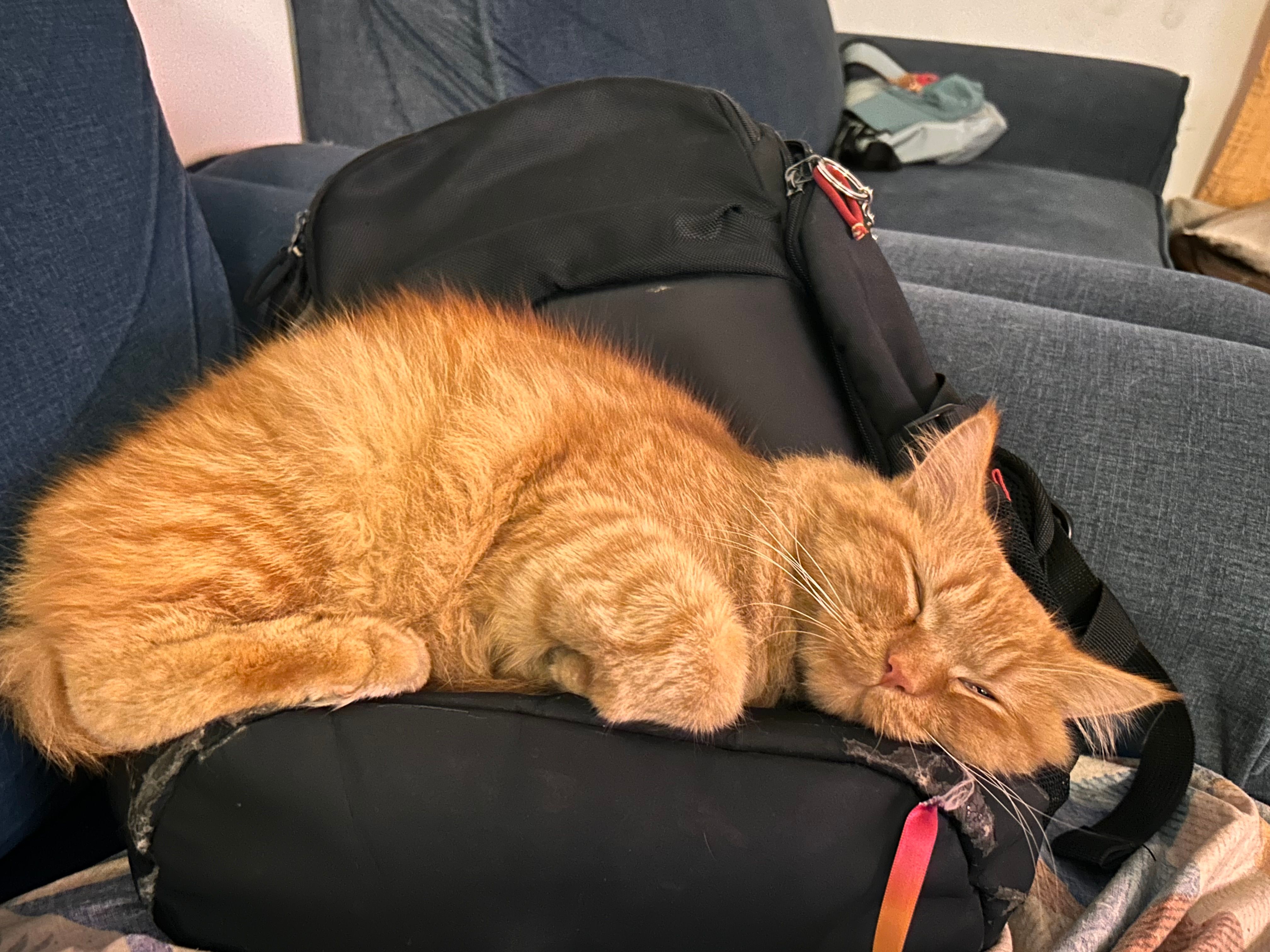 Oggie - Dadri Road, Noida