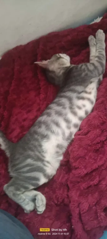 Bony - David Wolfson, Petah Tikva