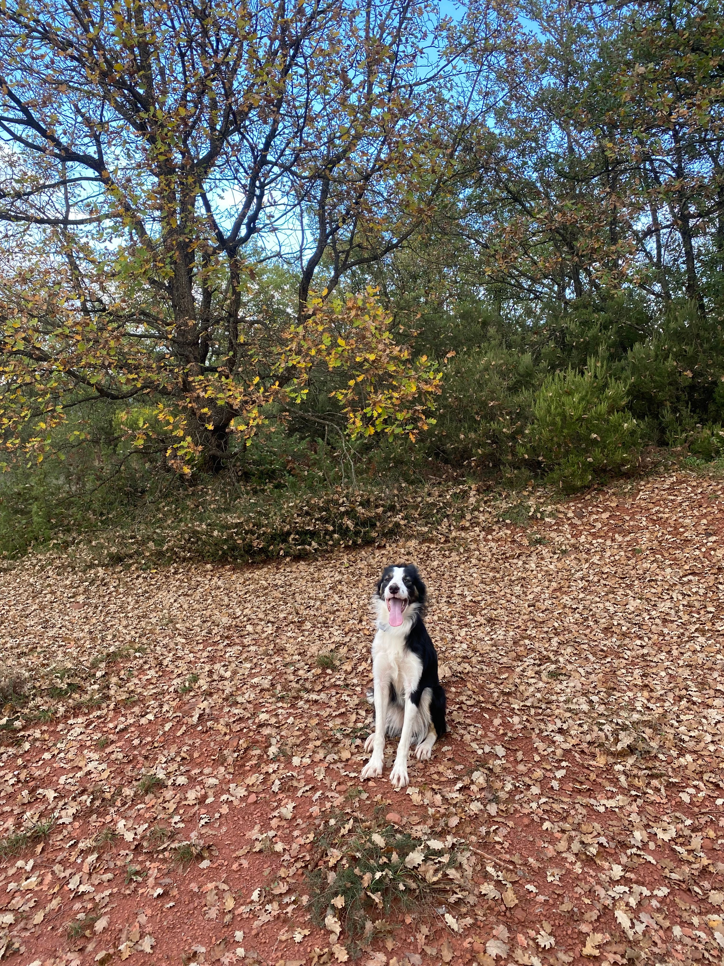 Orca  - Rue De L'hermitage, Vabres-l'Abbaye