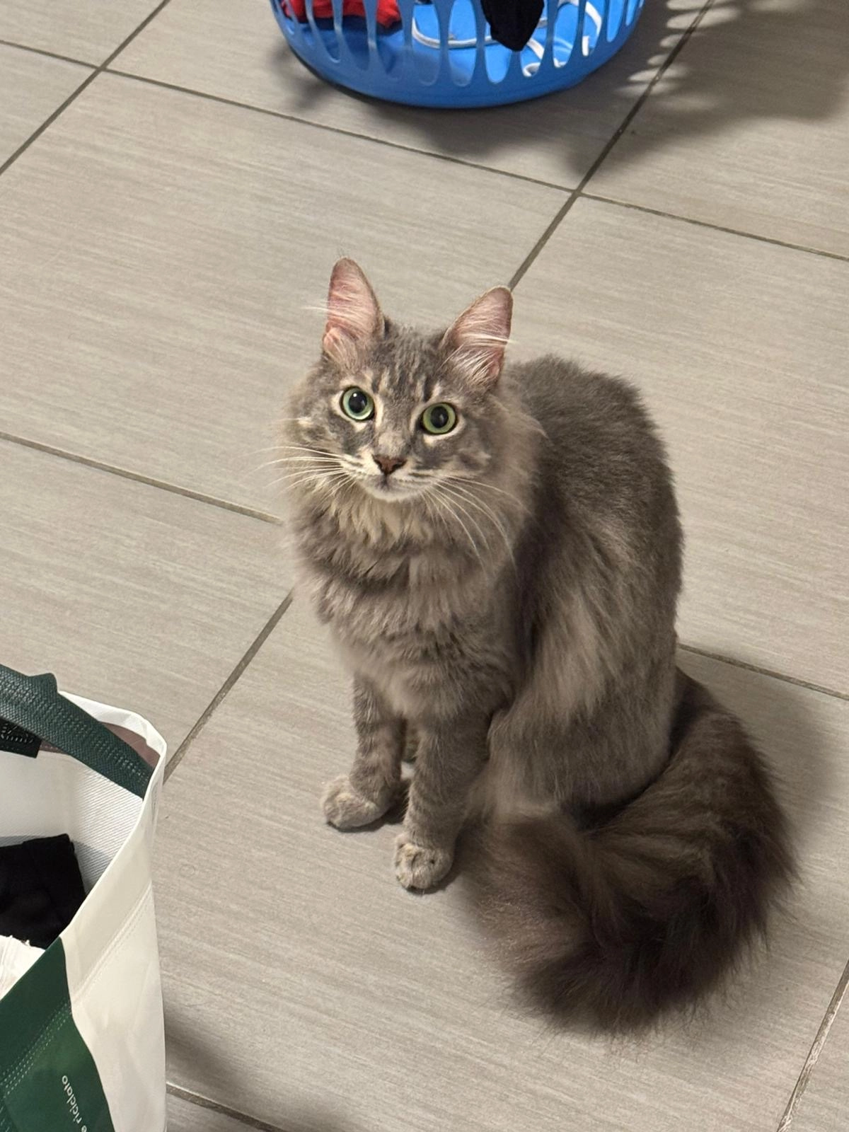 nana - Via Roma, Alassio