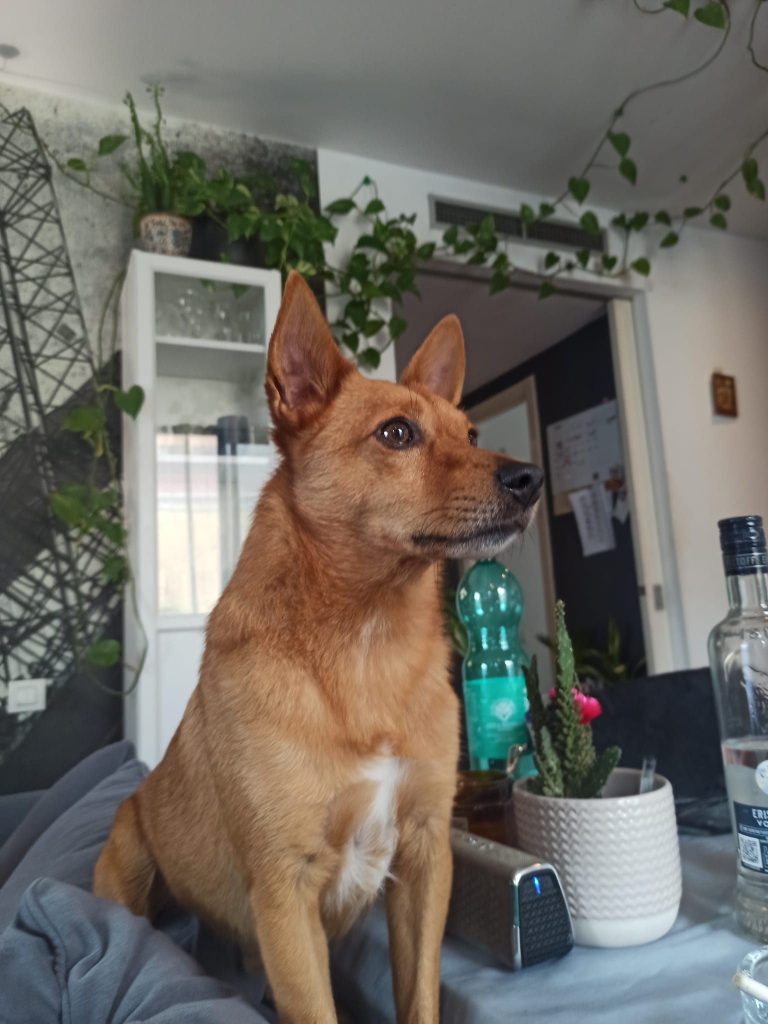 Tony - Passeig De Picasso, Barcelona