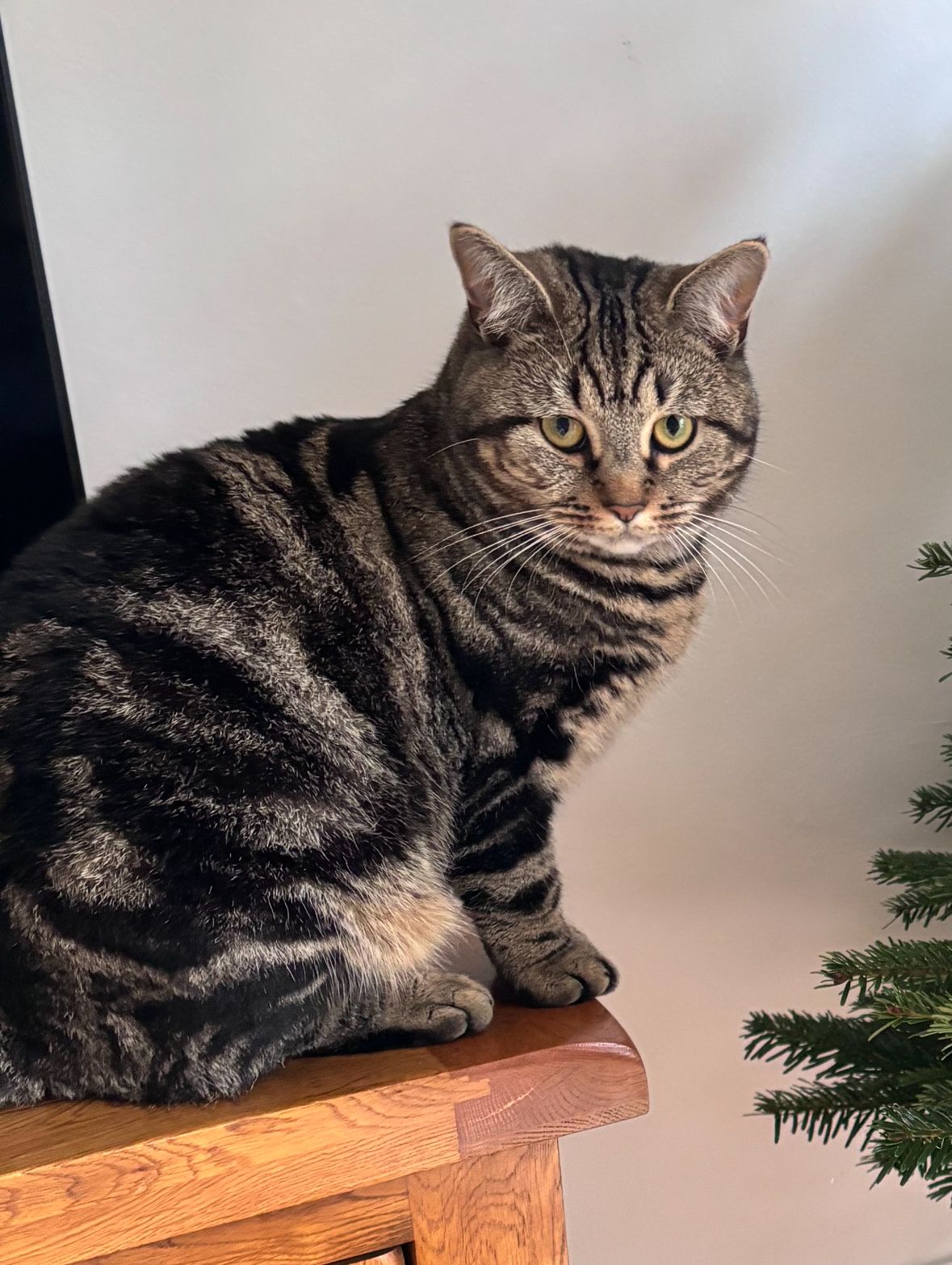 Maggie - Llwyntrwsiad, Llanynis, Builth Wells, Builth Wells