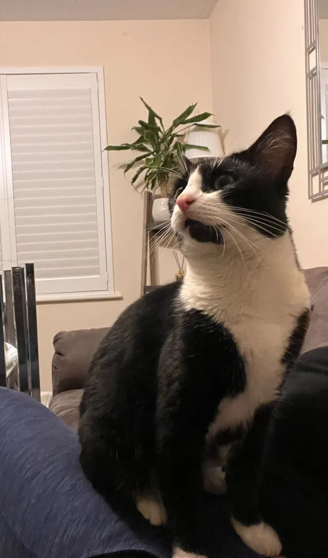 Oreo - Littlebrook Avenue, Slough