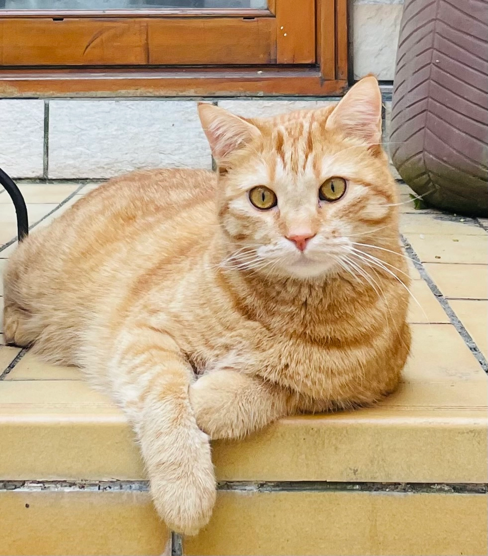 Paganini - Place de la République, Éragny