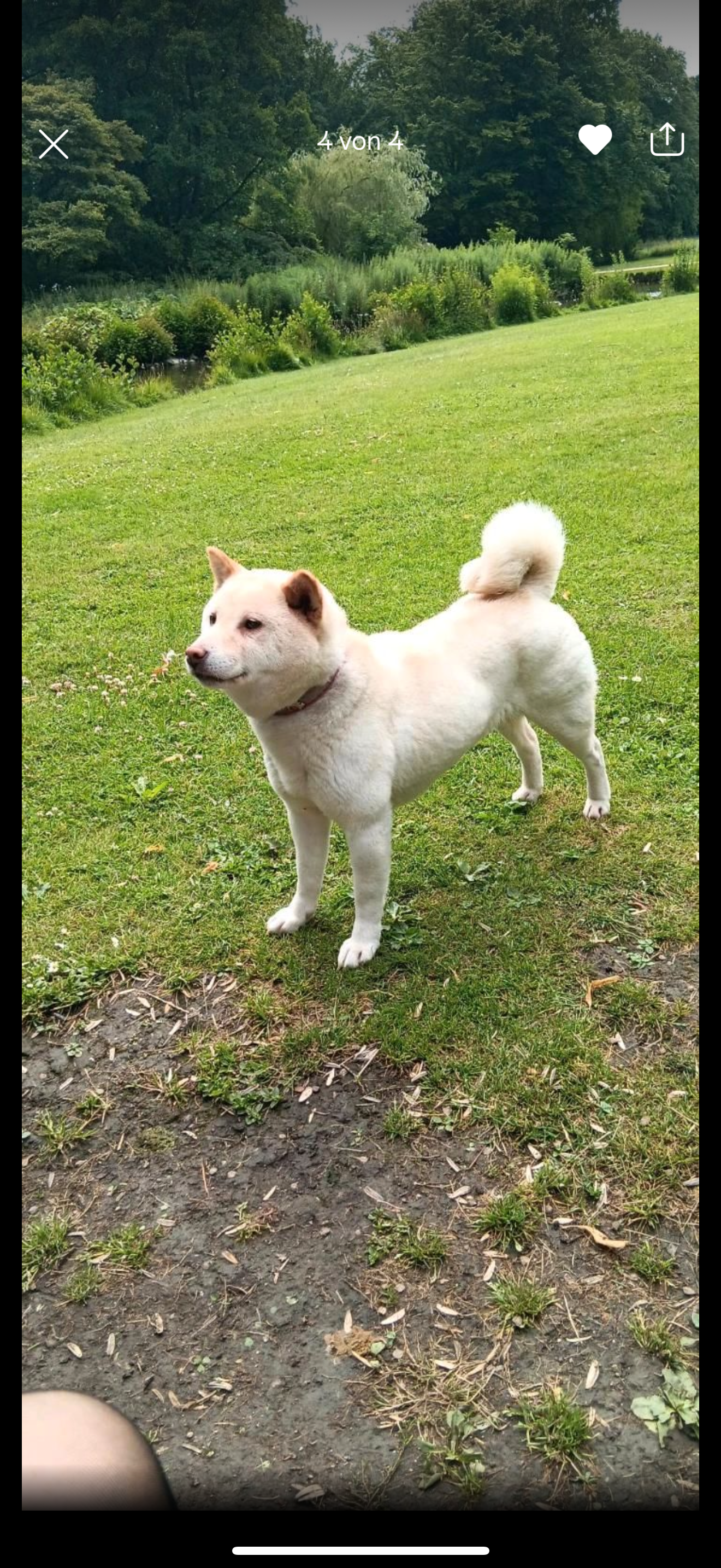 Naja  - Wischengrund, Soltau