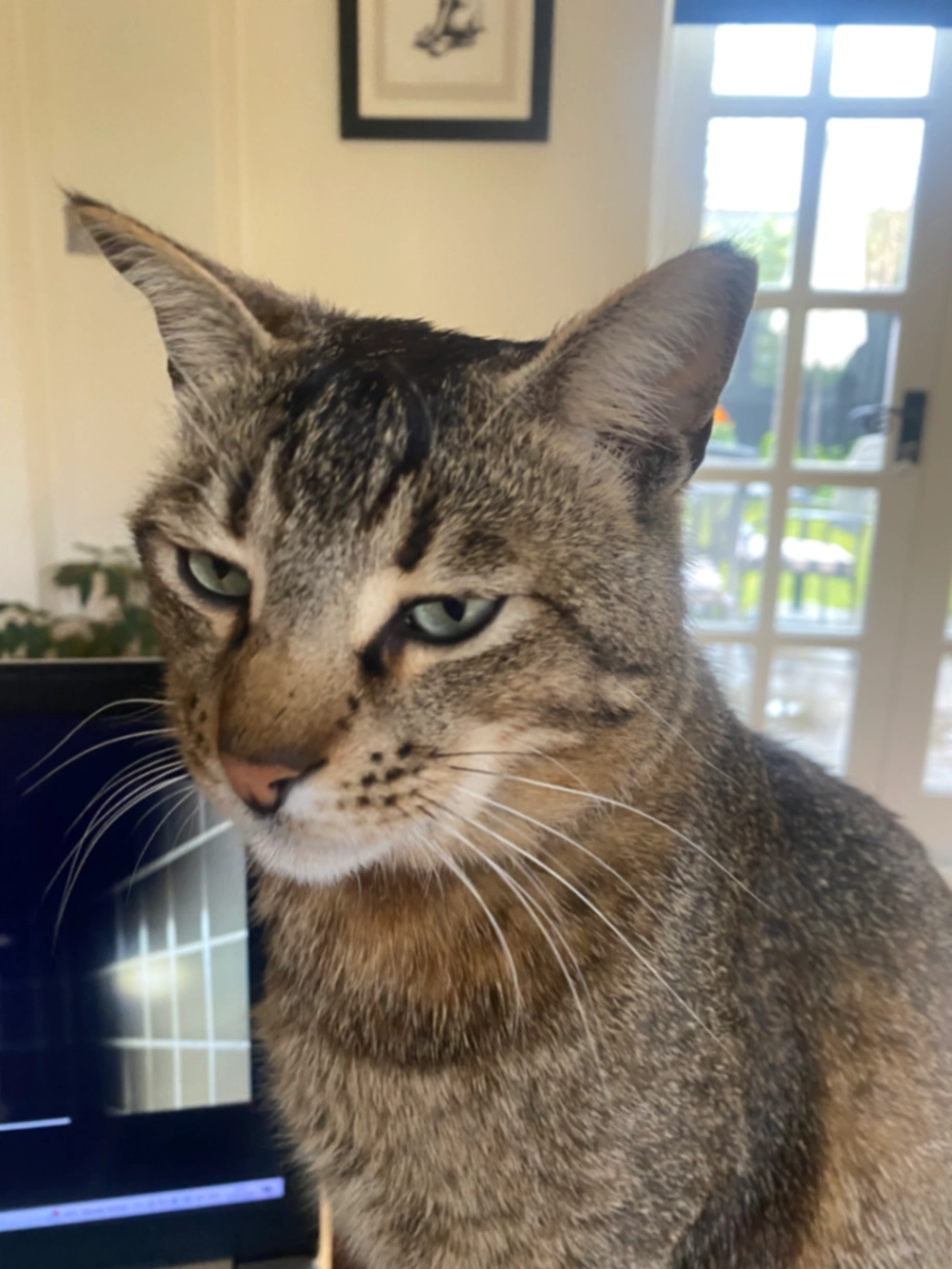 MOJO - The Close, Dunmow