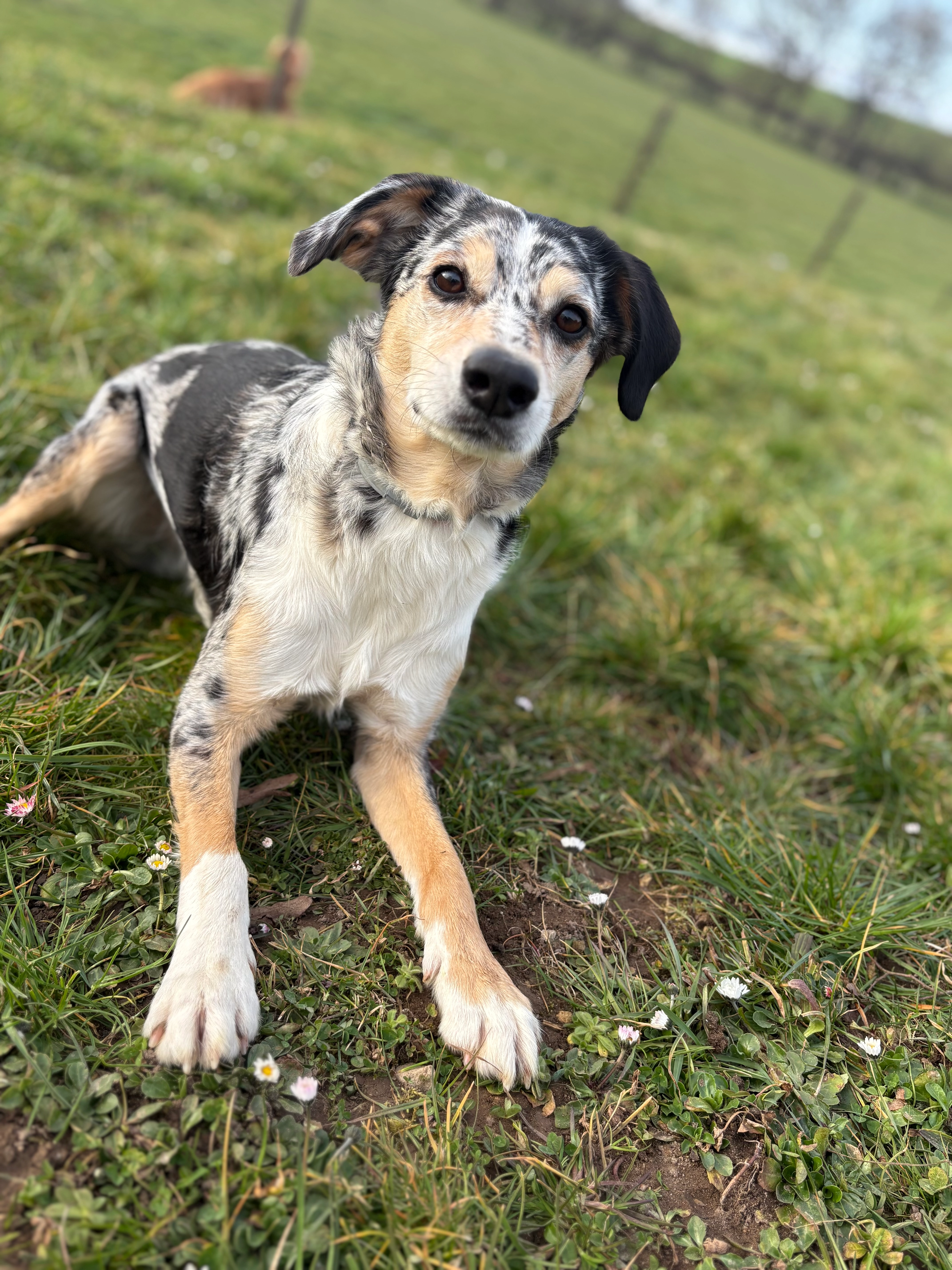 Simba  - 18 Route de Han, Juvigny-sur-Loison