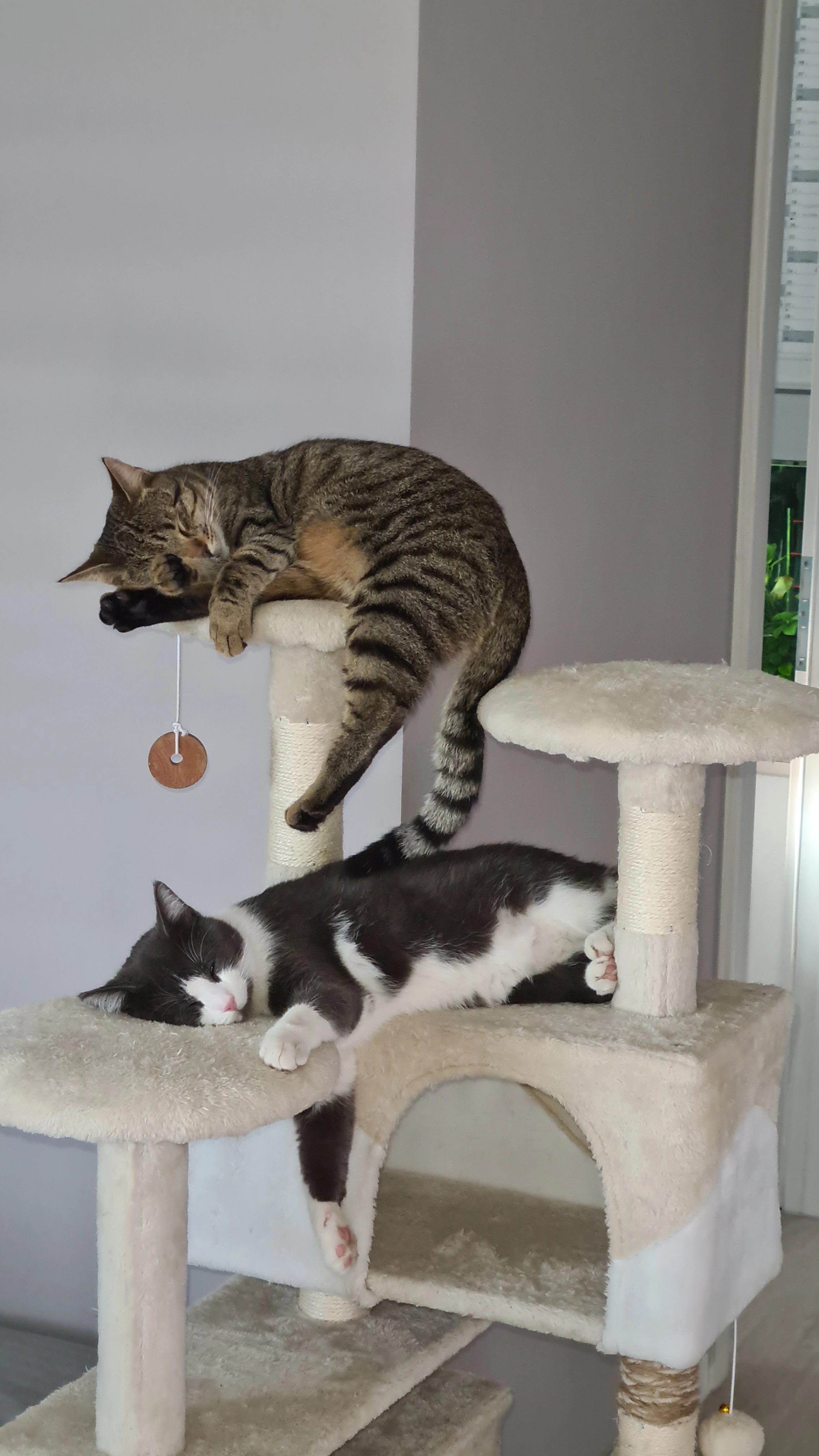 Timi - 8423, Sankt Veit in der Südsteiermark