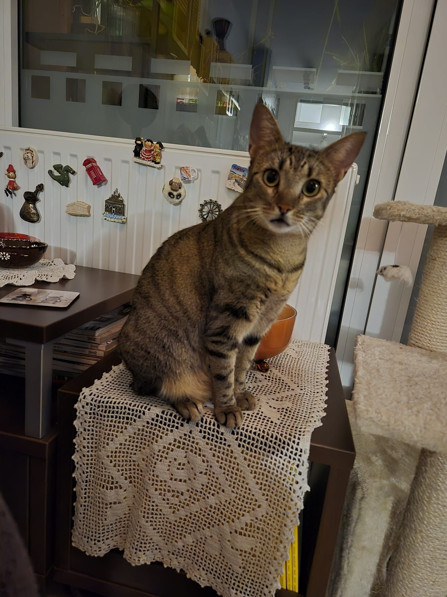 kiwi - Ulica Huga Badalića, Zagreb