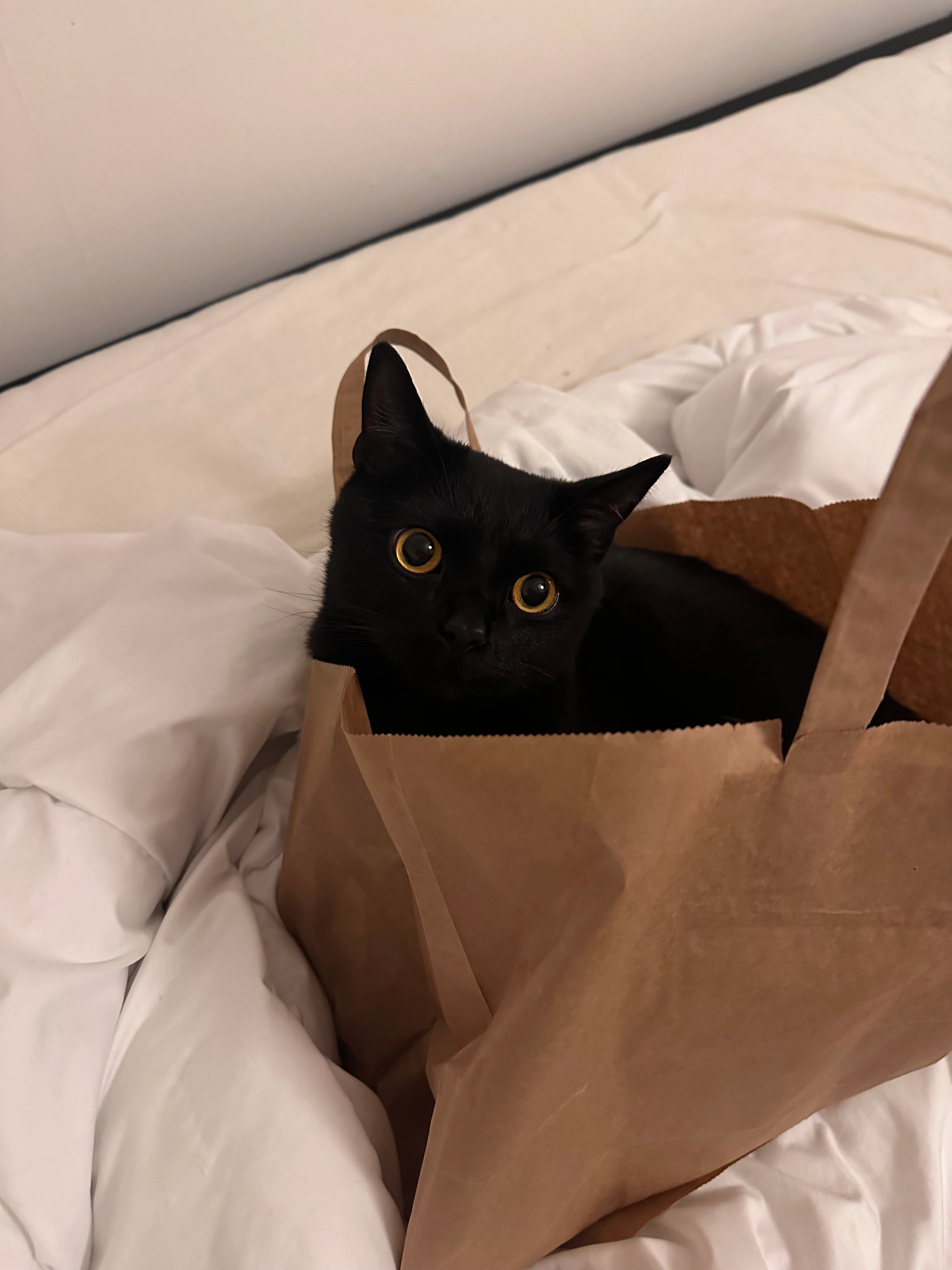 Bear - Tungelstavägen 33, Västerhaninge