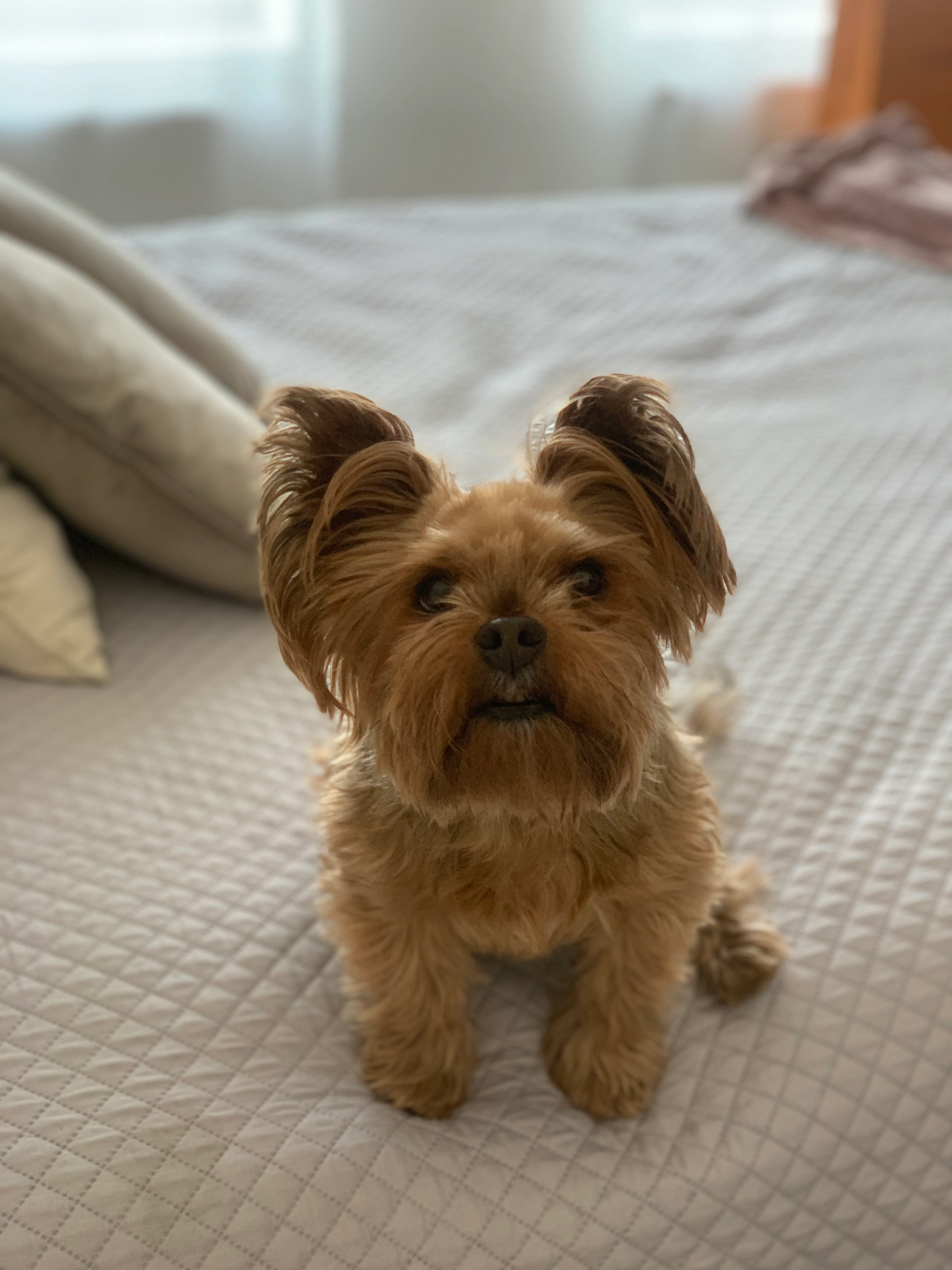 Dushi - Oude Veldstraat, Brecht