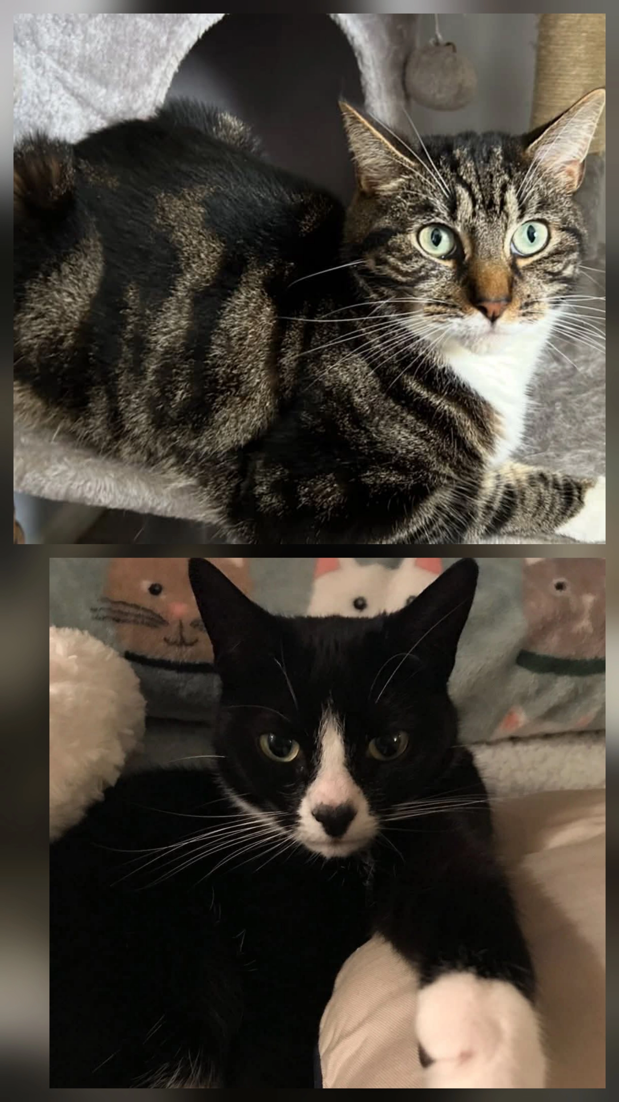 Merlin and Tia - Farnley, Woking