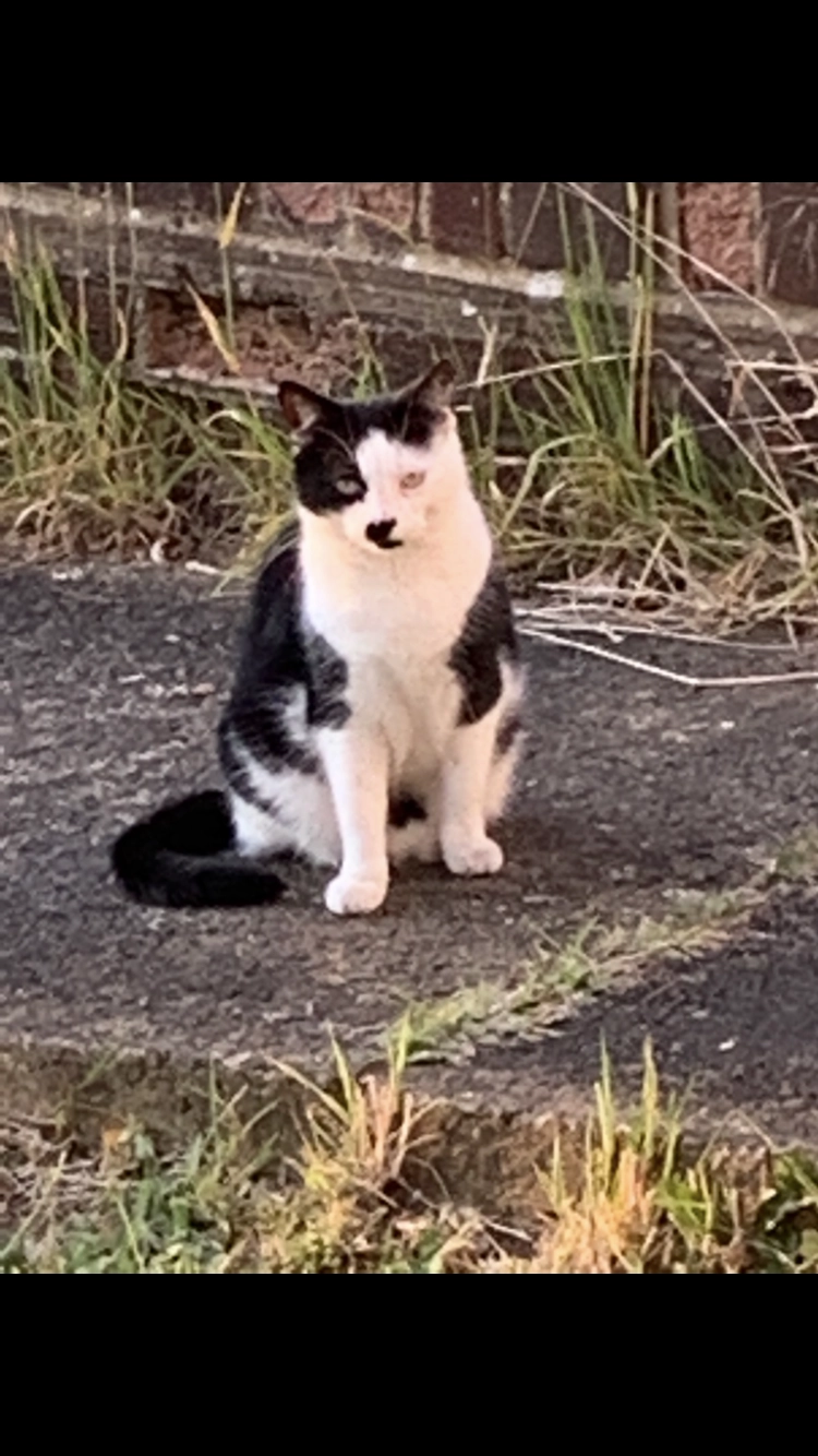 Patch - Hillingdon Rise, Sevenoaks