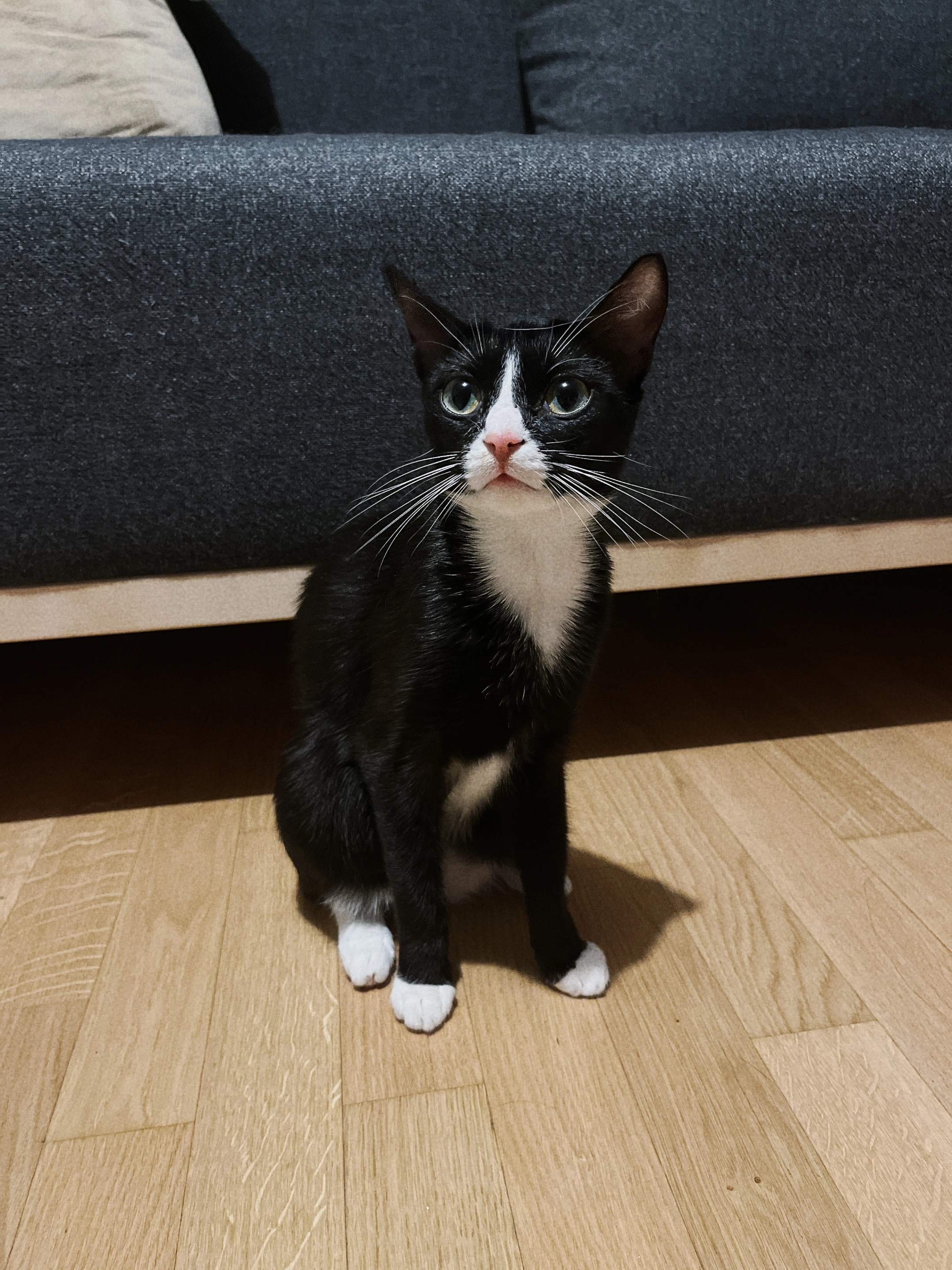 Pfeffi - T 5, Mannheim