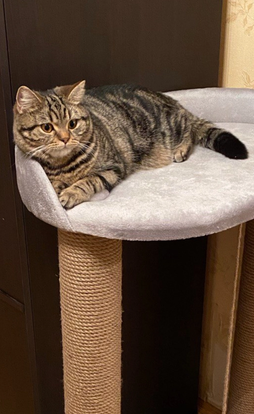 Mila - Derevlianska vulytsia, Kiev