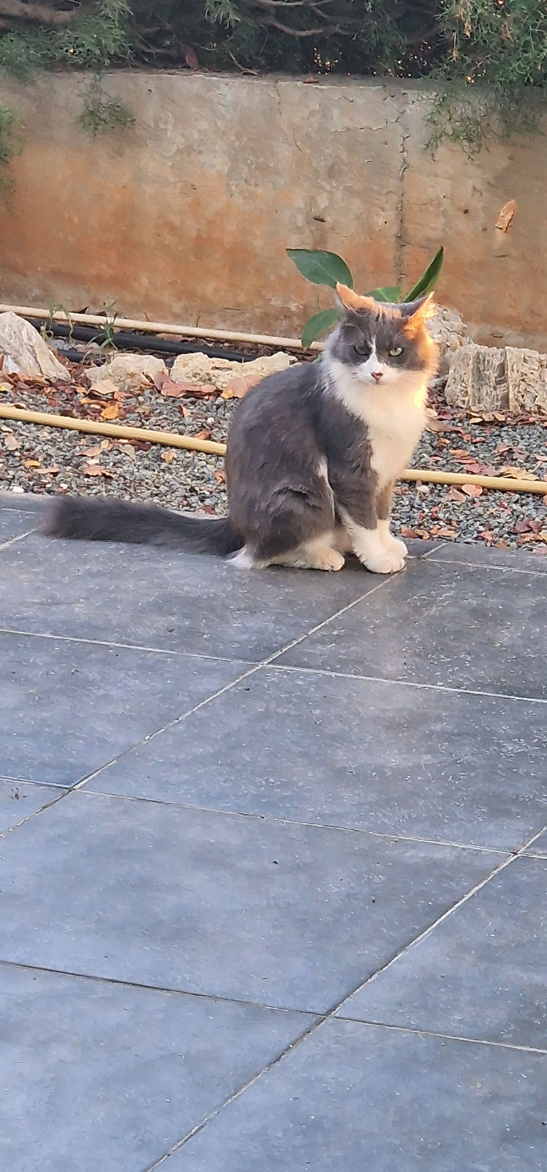 Meowsers - Flatzer Straße, Ternitz