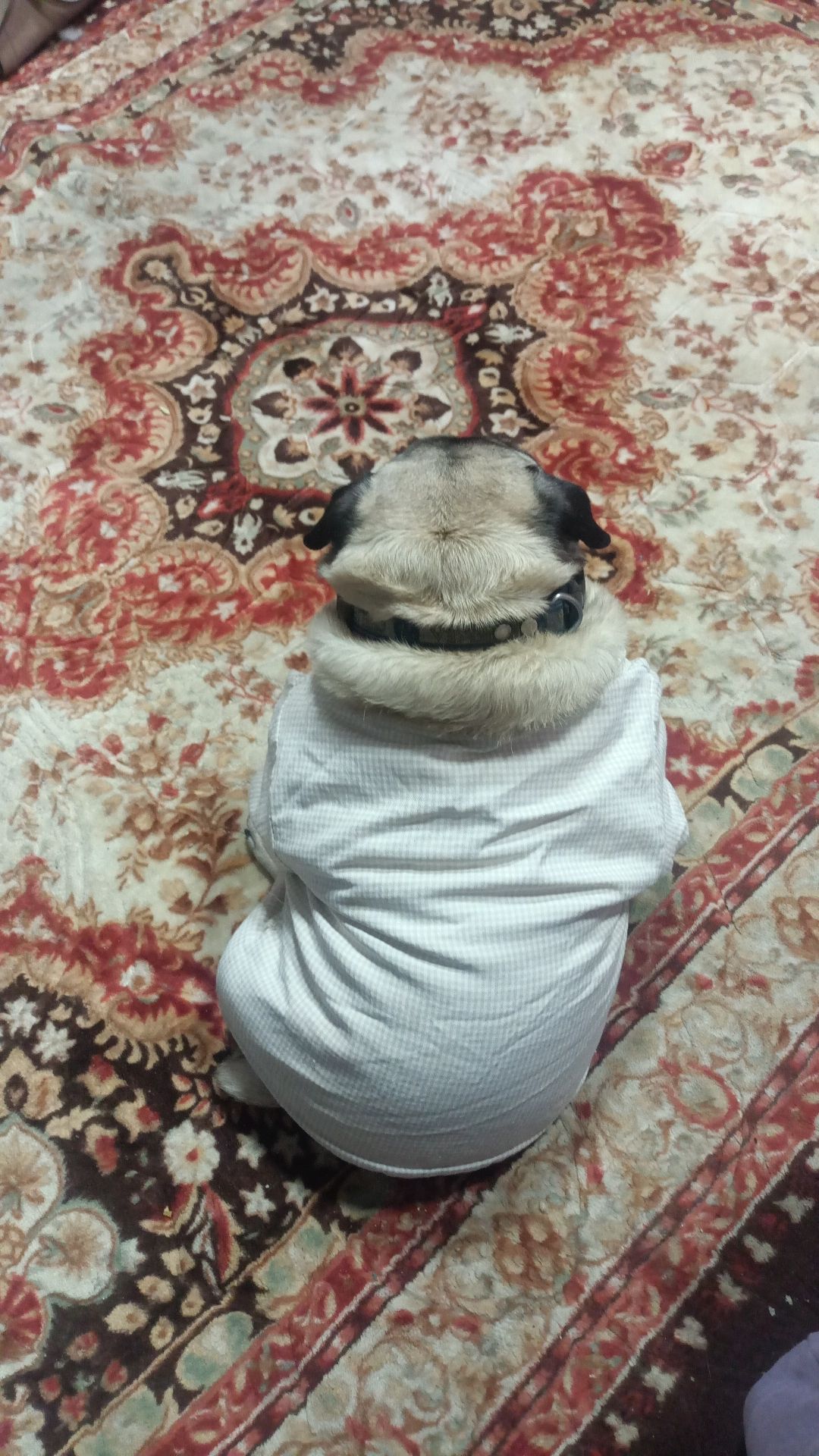 Sanu maya - Bhangini Nani, Imadol