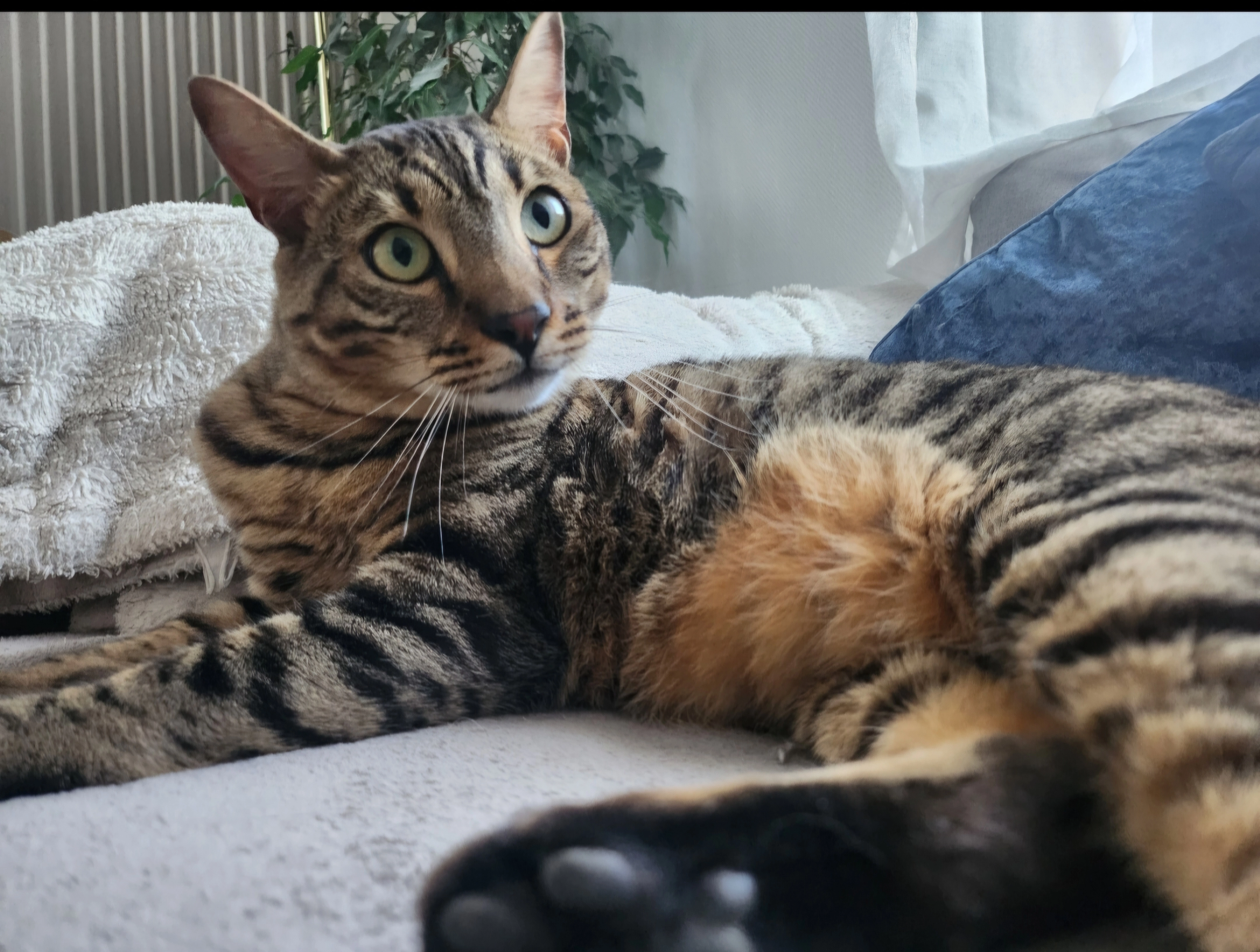 Ryad - Rue de l'Hospice, Roye