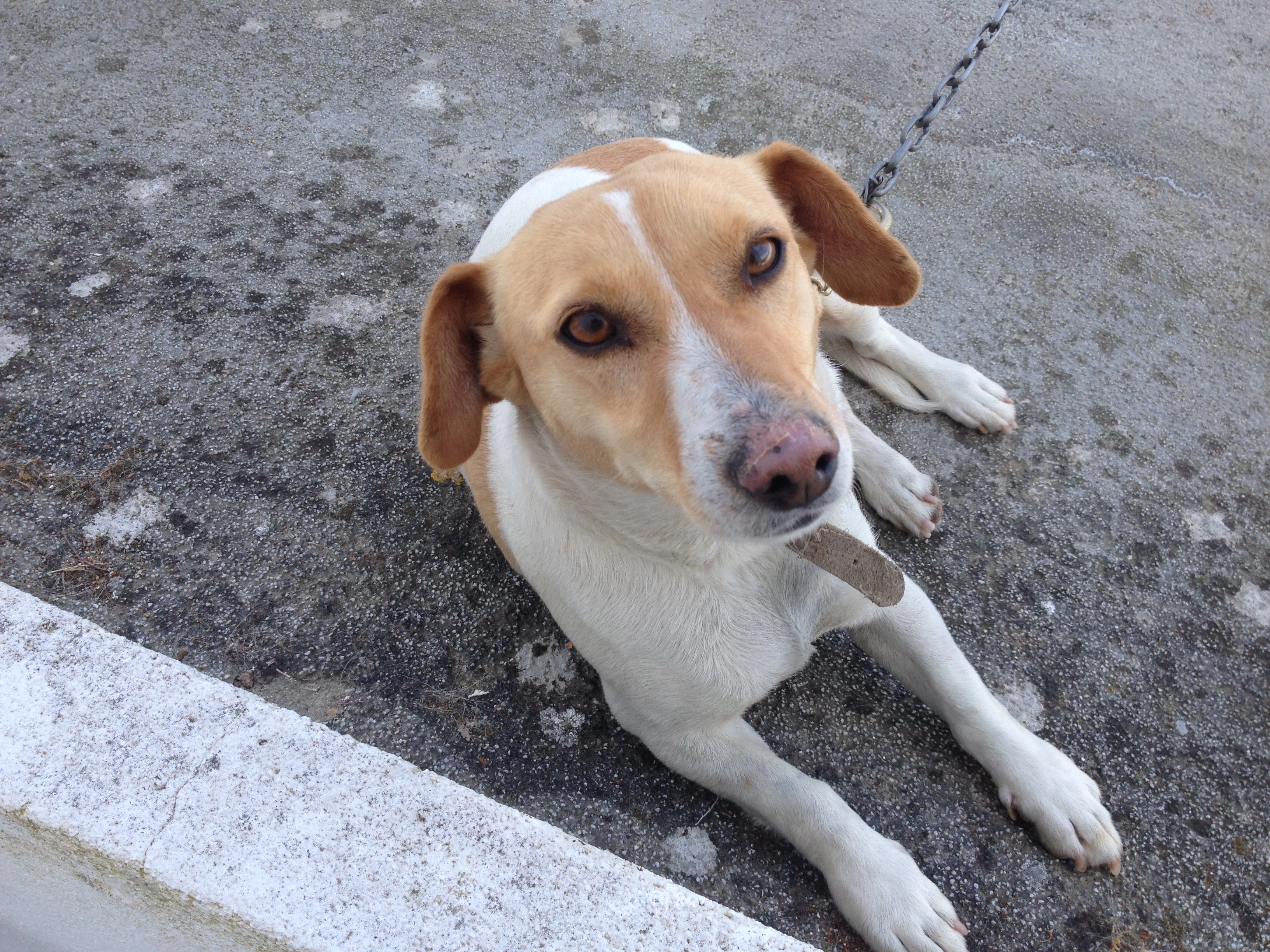 Nina - Sítio Poço Novo, Loulé